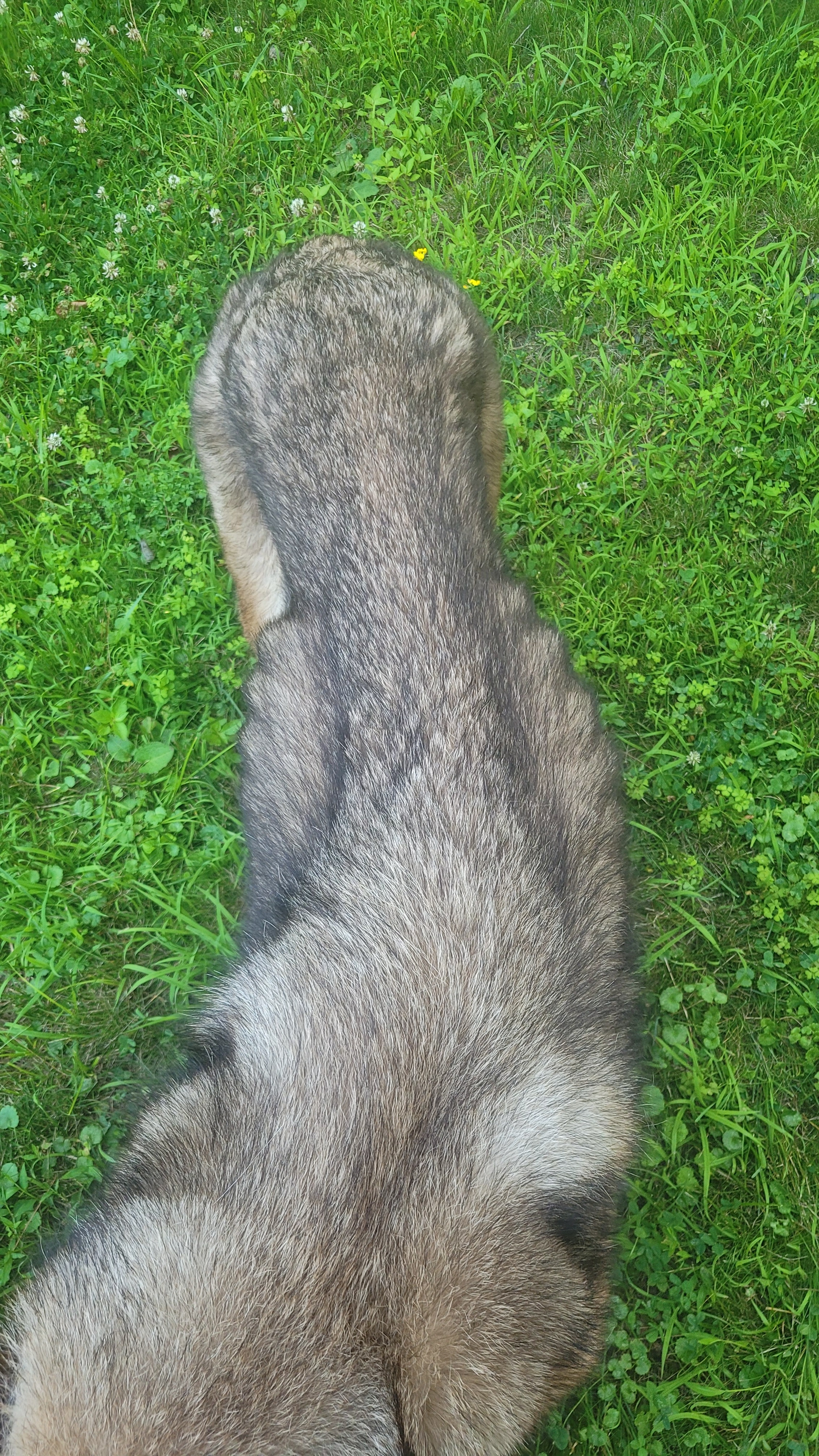 Perun Crossed The Rainbow Bridge campaign photo, 2 of 6