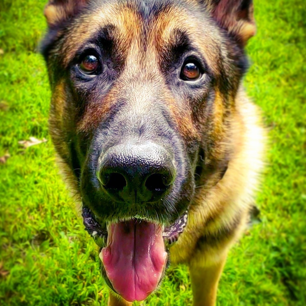 Perun Crossed The Rainbow Bridge campaign photo, 4 of 6