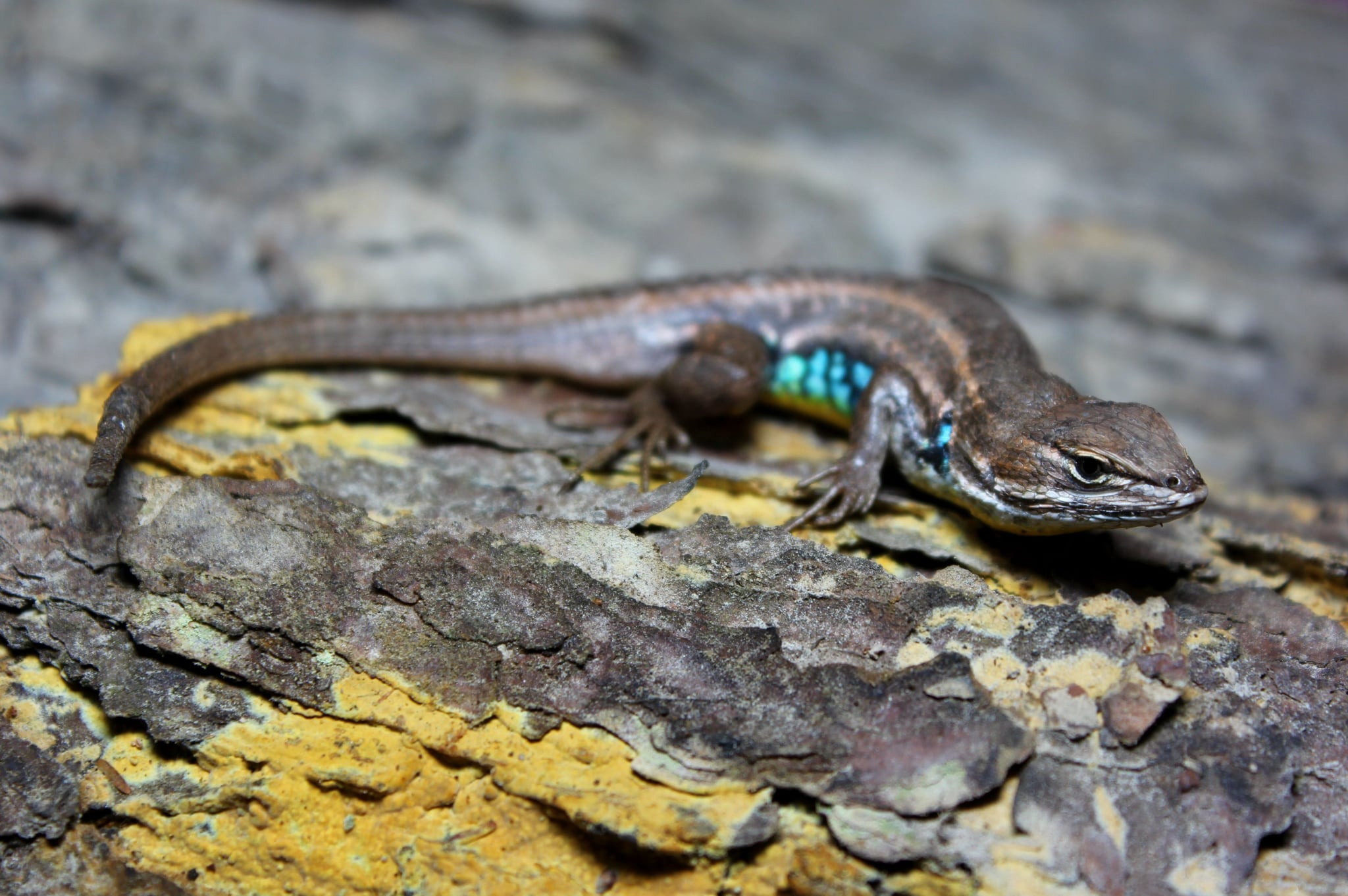 Save The Yellow-bellied Lizard campaign photo, 6 of 7
