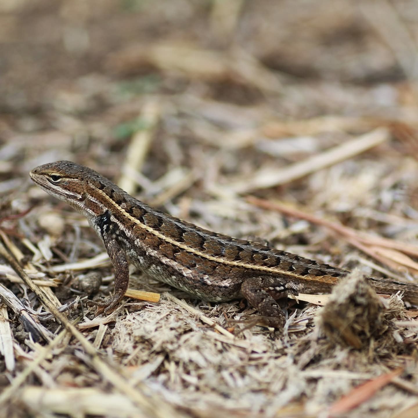 Save The Yellow-bellied Lizard campaign photo, 2 of 7