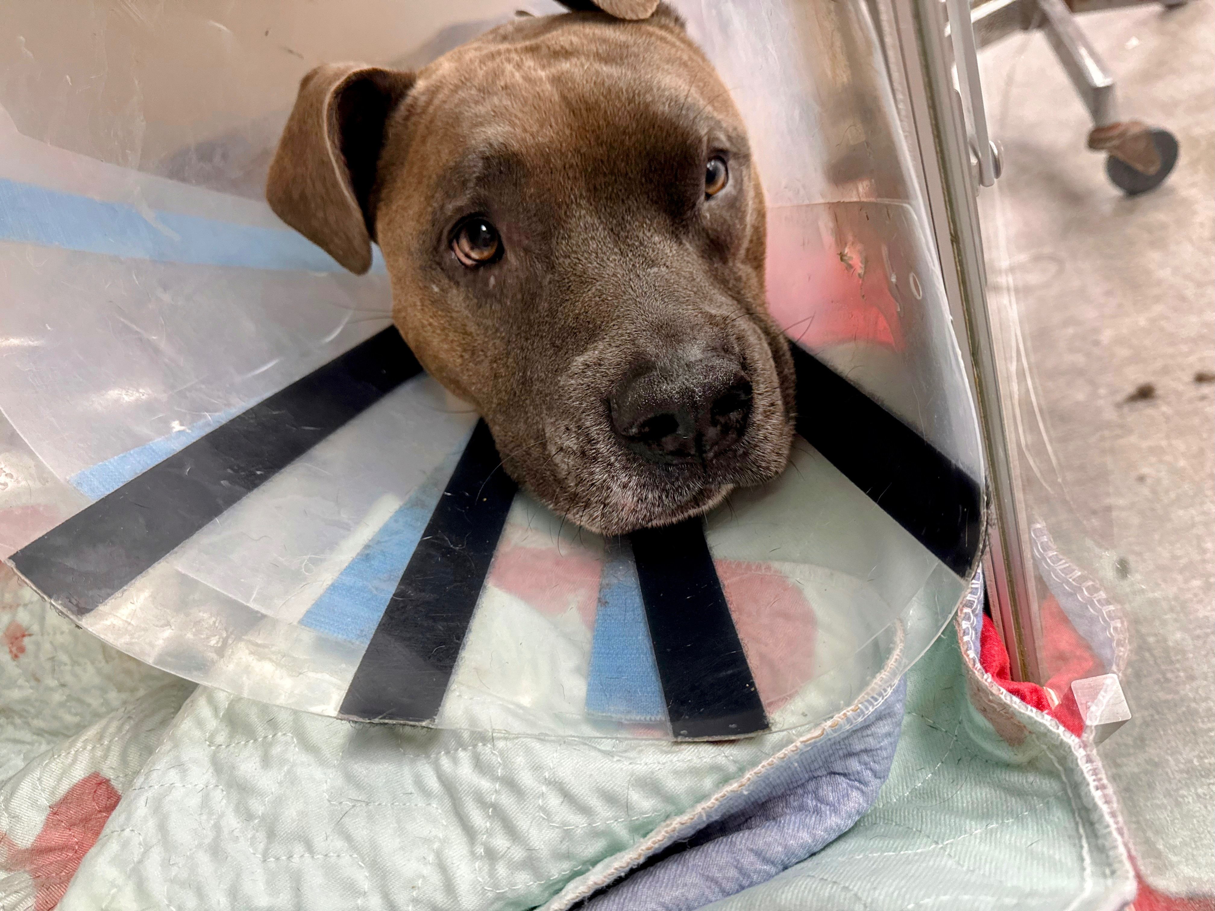 Tego Needs Us: Financial Help Please campaign photo, 7 of 8