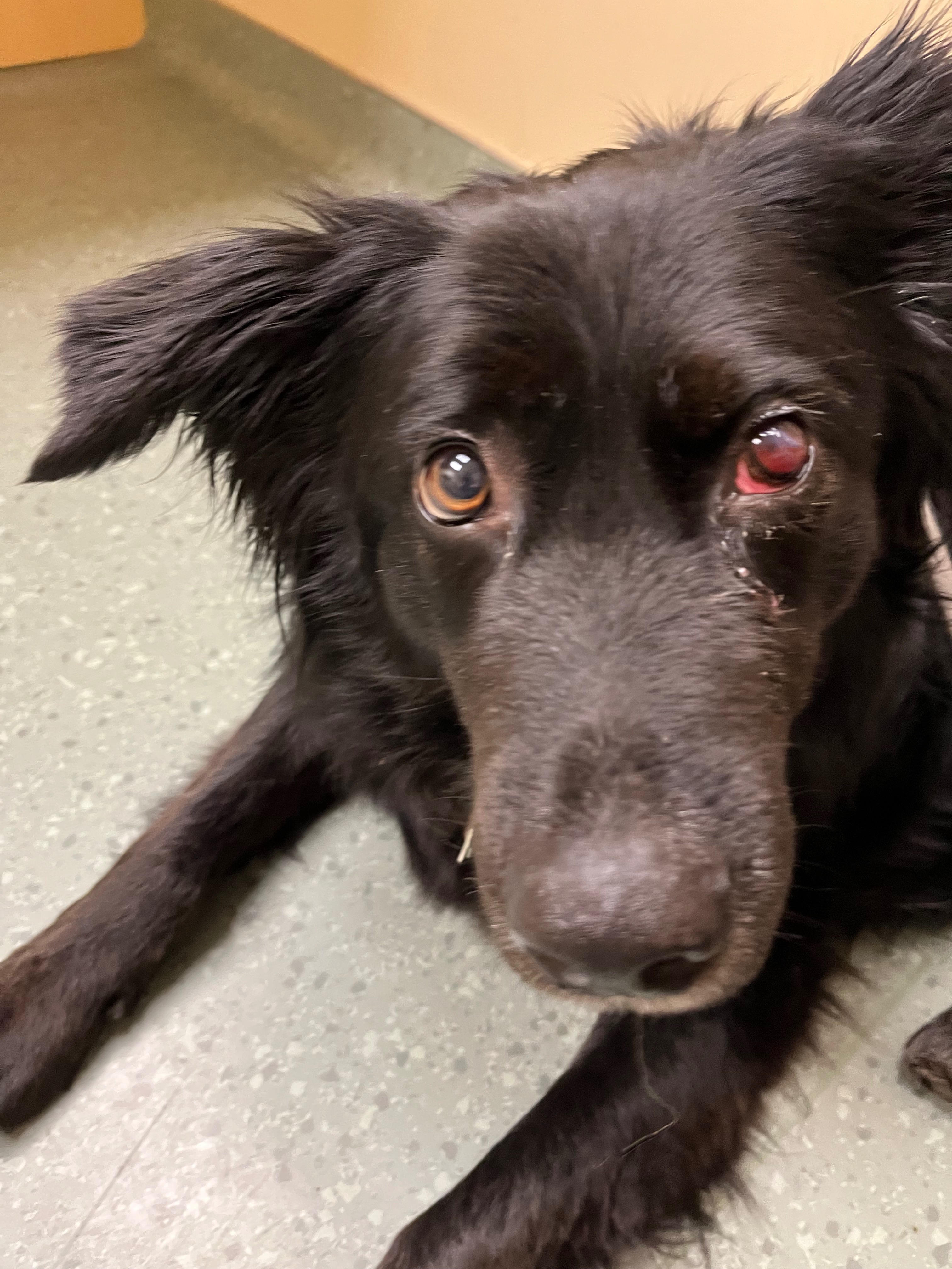 Help Mina Heal: Support Her Eye Surgery & Recovery campaign photo, 7 of 7