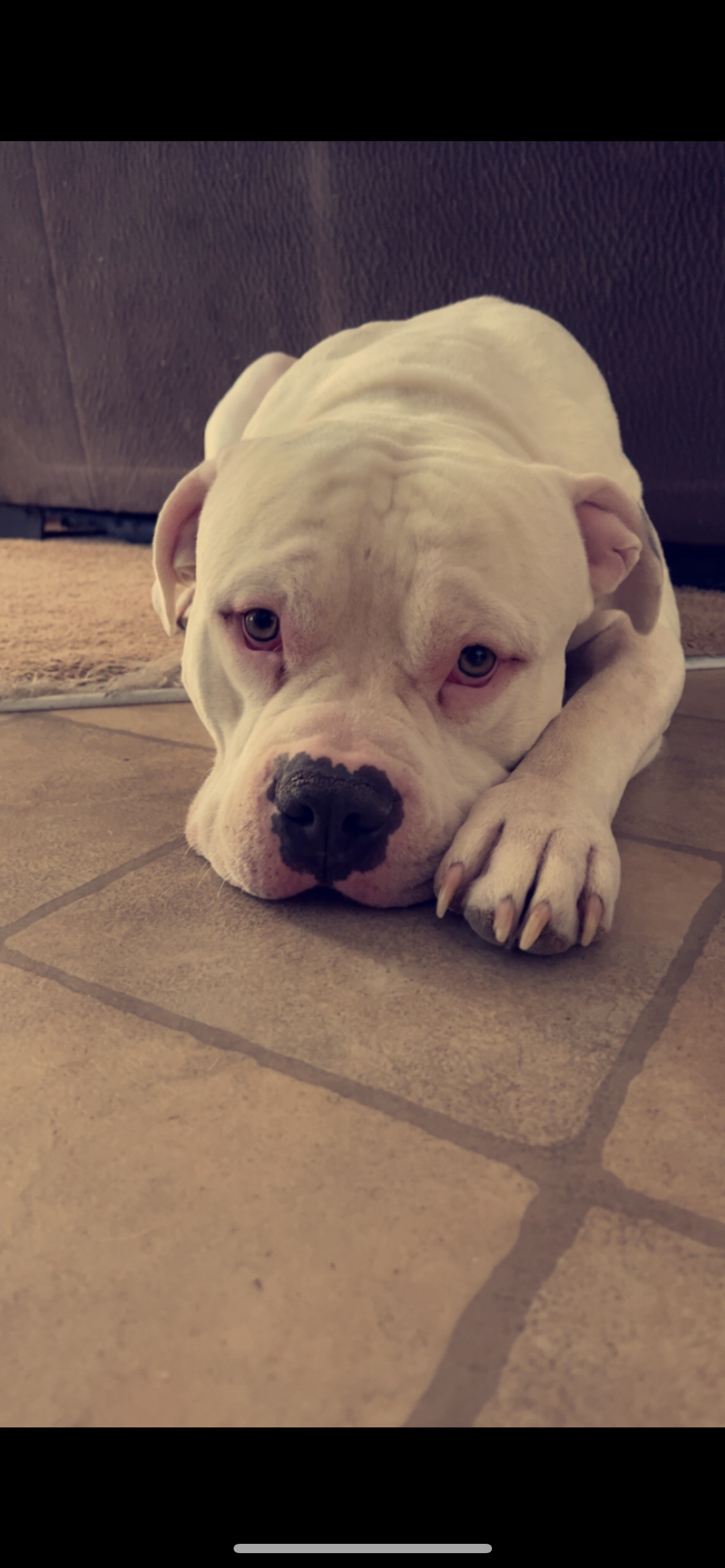Help Sancho Get His Life-Saving Surgery campaign photo, 5 of 5