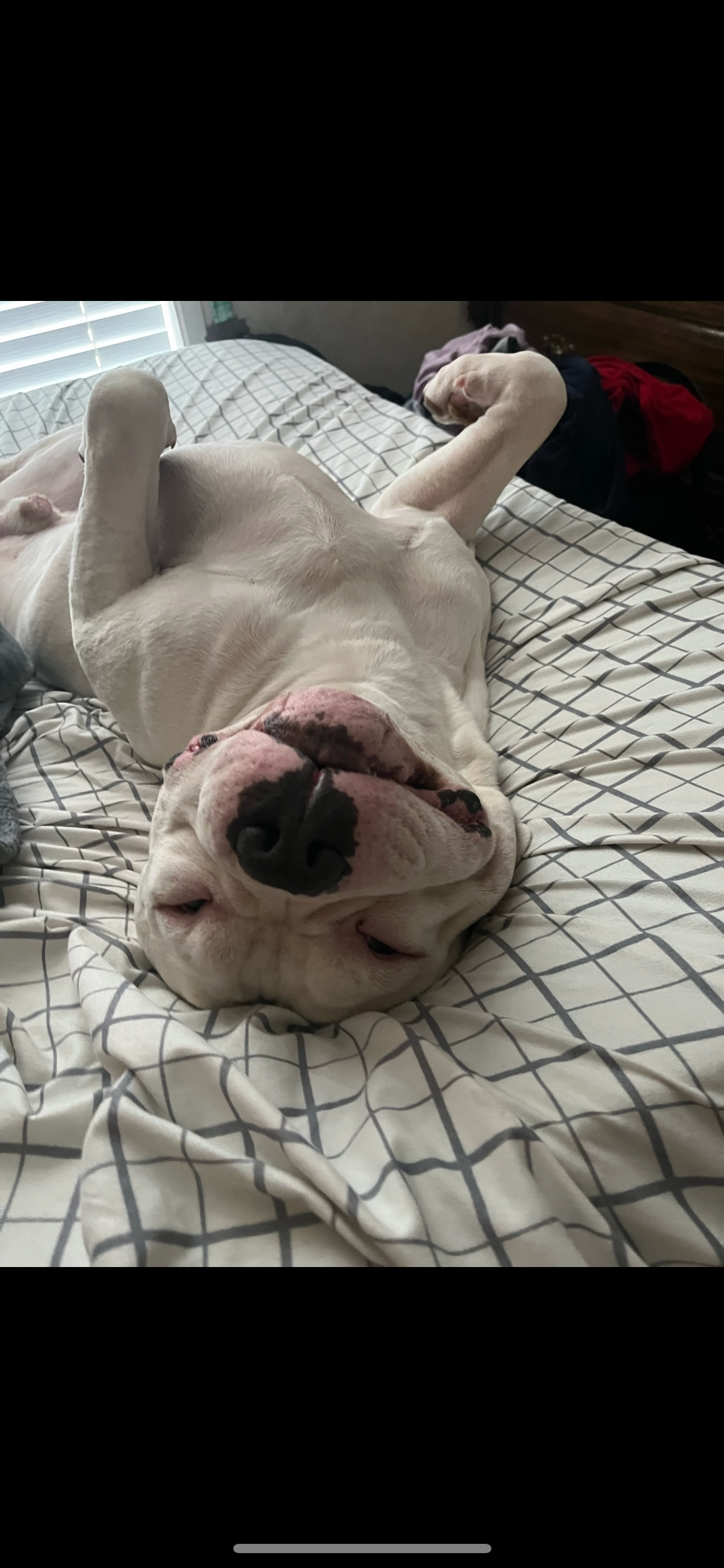 Help Sancho Get His Life-Saving Surgery campaign photo, 2 of 5