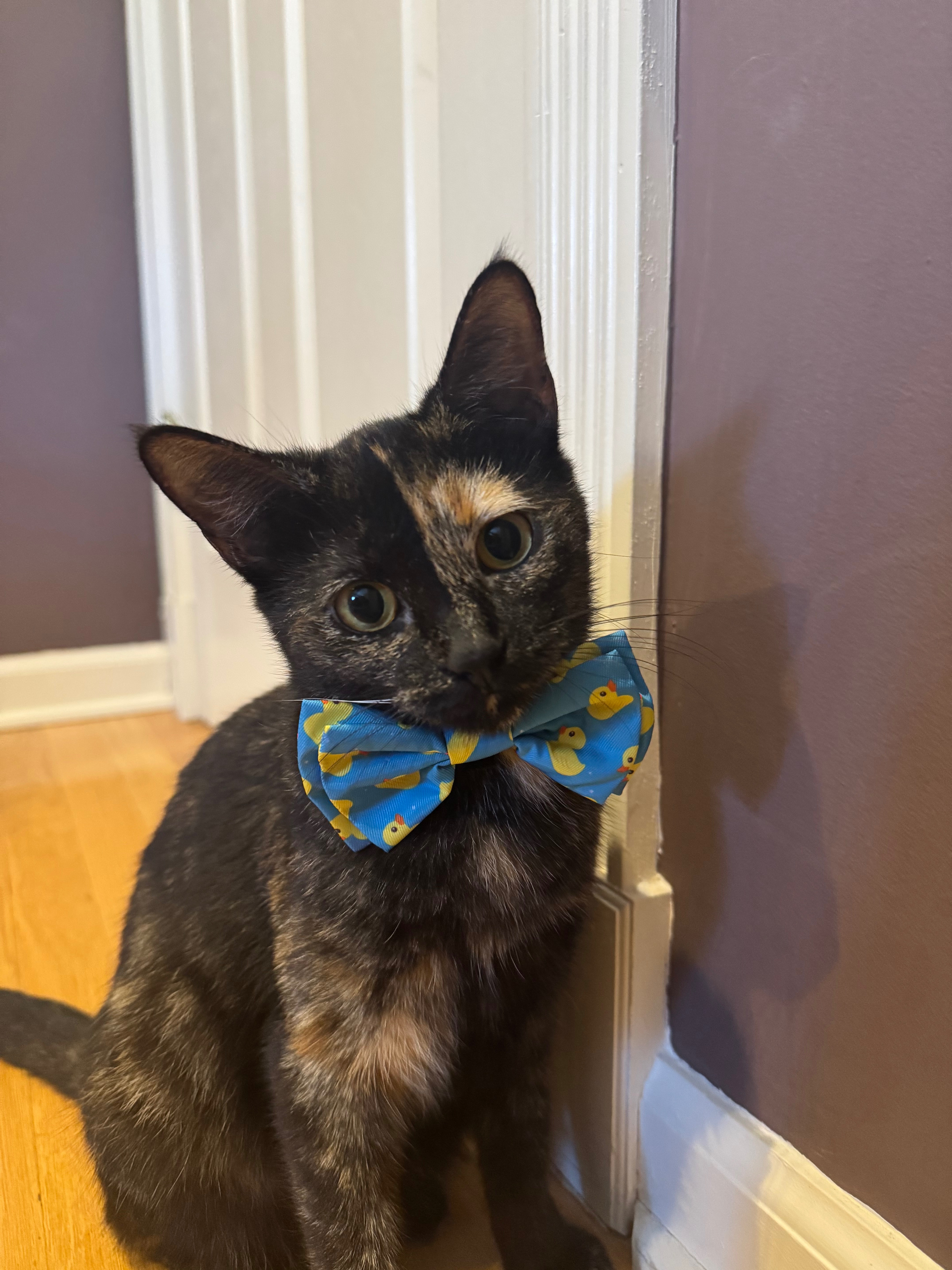 User-uploaded image 1