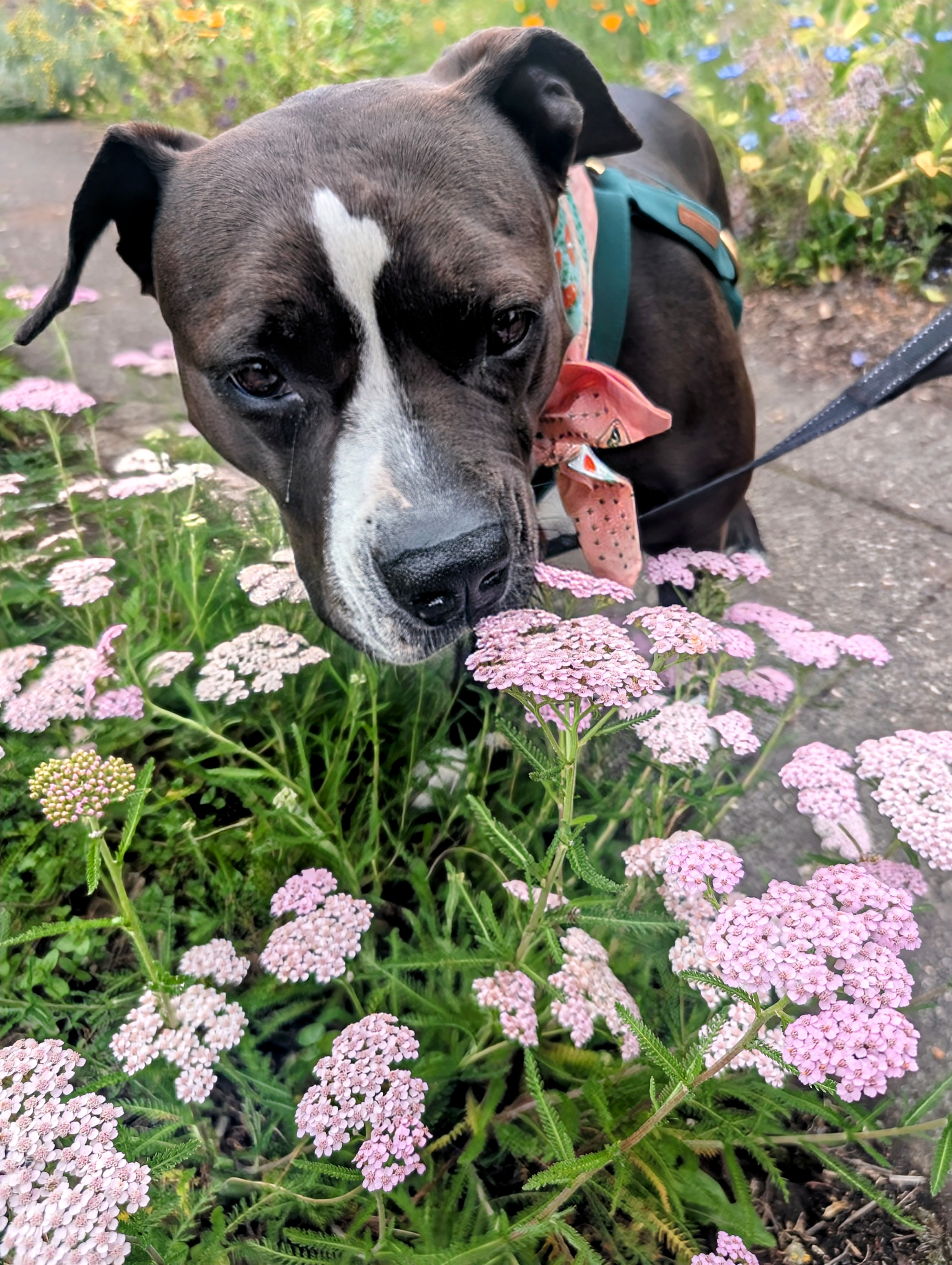 Help Us Afford Roxie's Lifesaving Cancer Treatment! campaign photo, 2 of 8