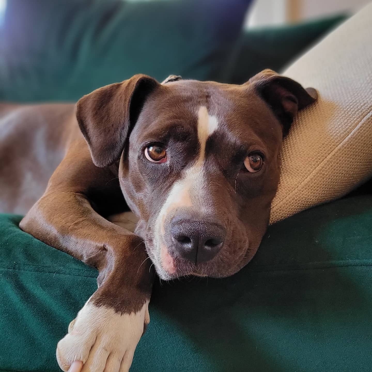 Help Us Afford Roxie's Lifesaving Cancer Treatment! campaign photo, 4 of 8