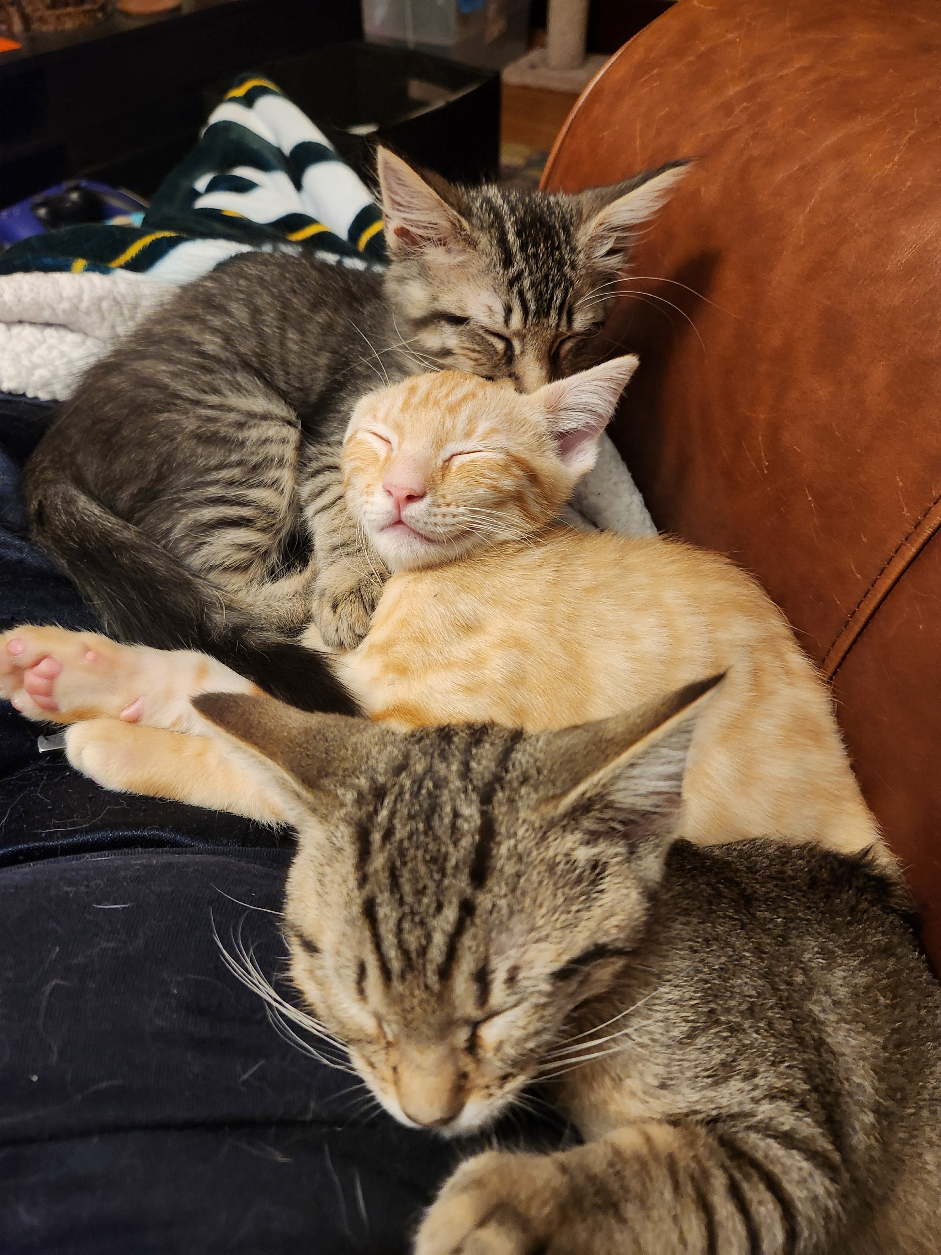 User-uploaded image 1