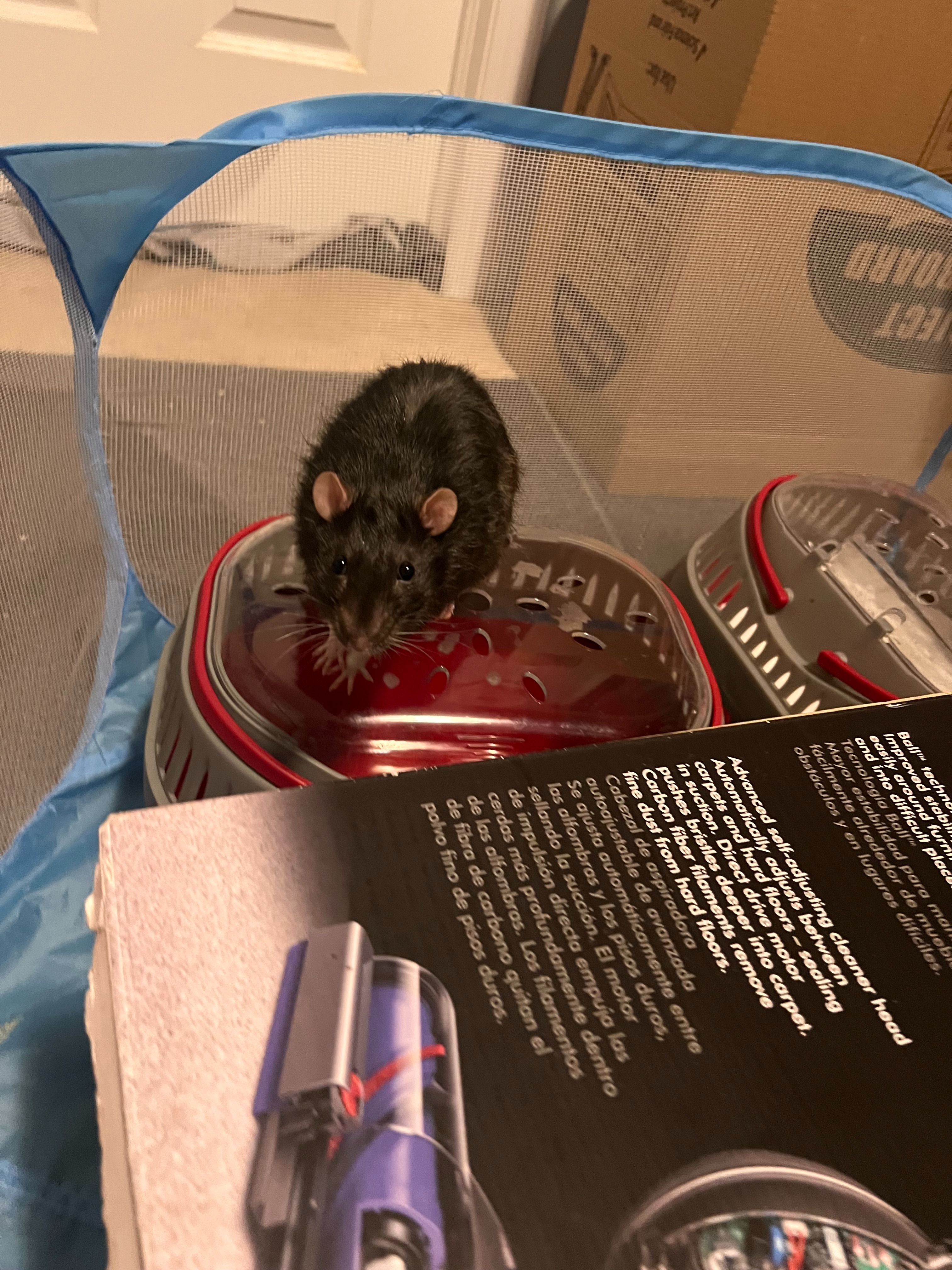Billy's Obstruction Treatment campaign photo, 7 of 8