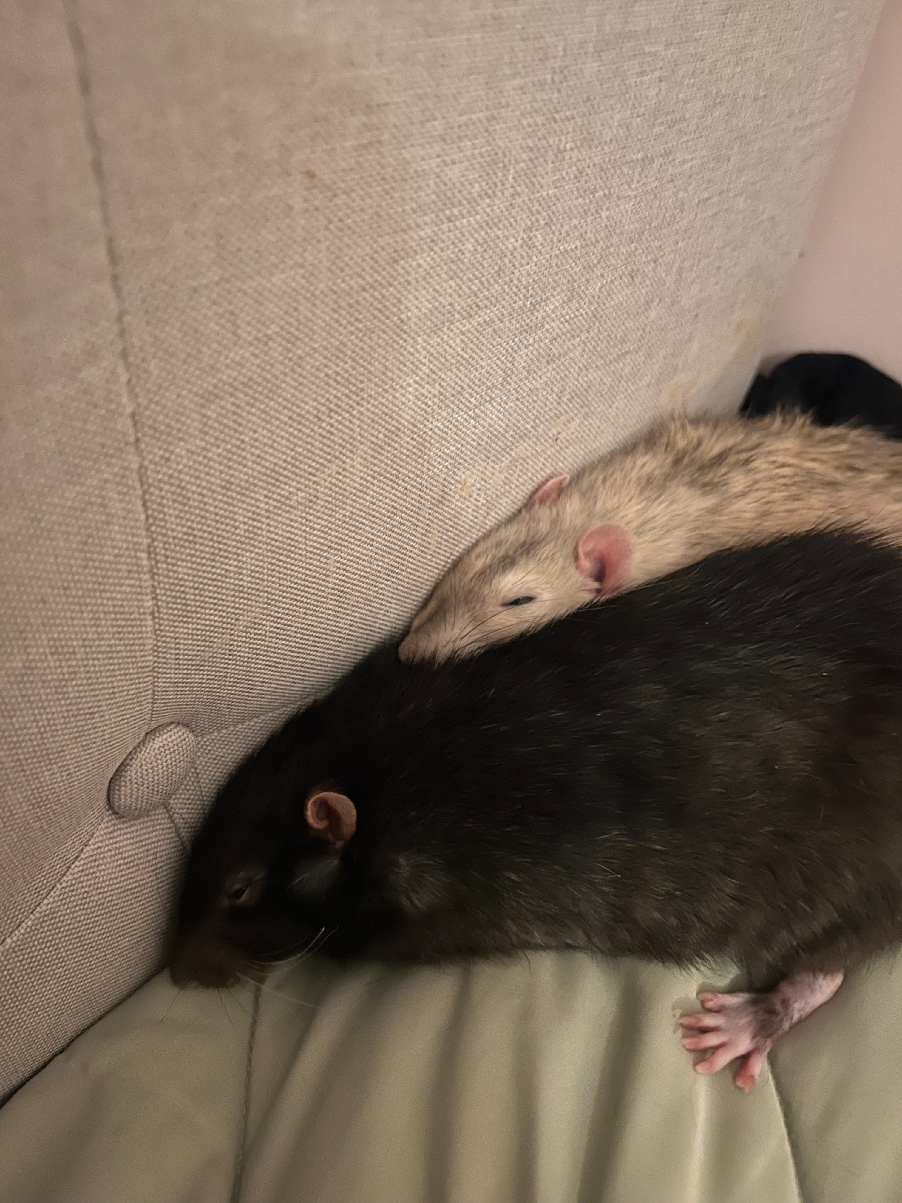 Billy's Obstruction Treatment campaign photo, 4 of 8