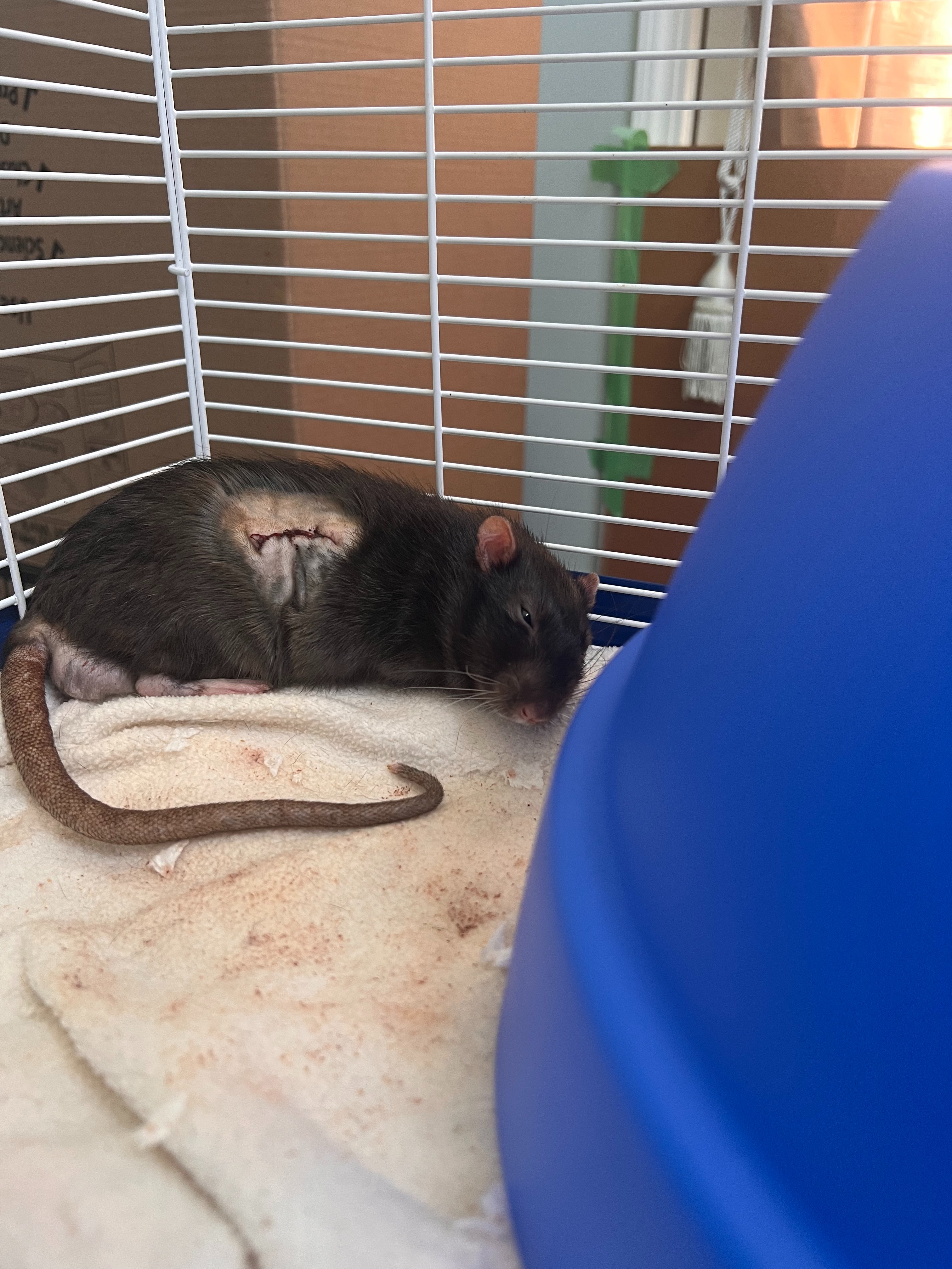 Billy's Obstruction Treatment campaign photo, 5 of 8