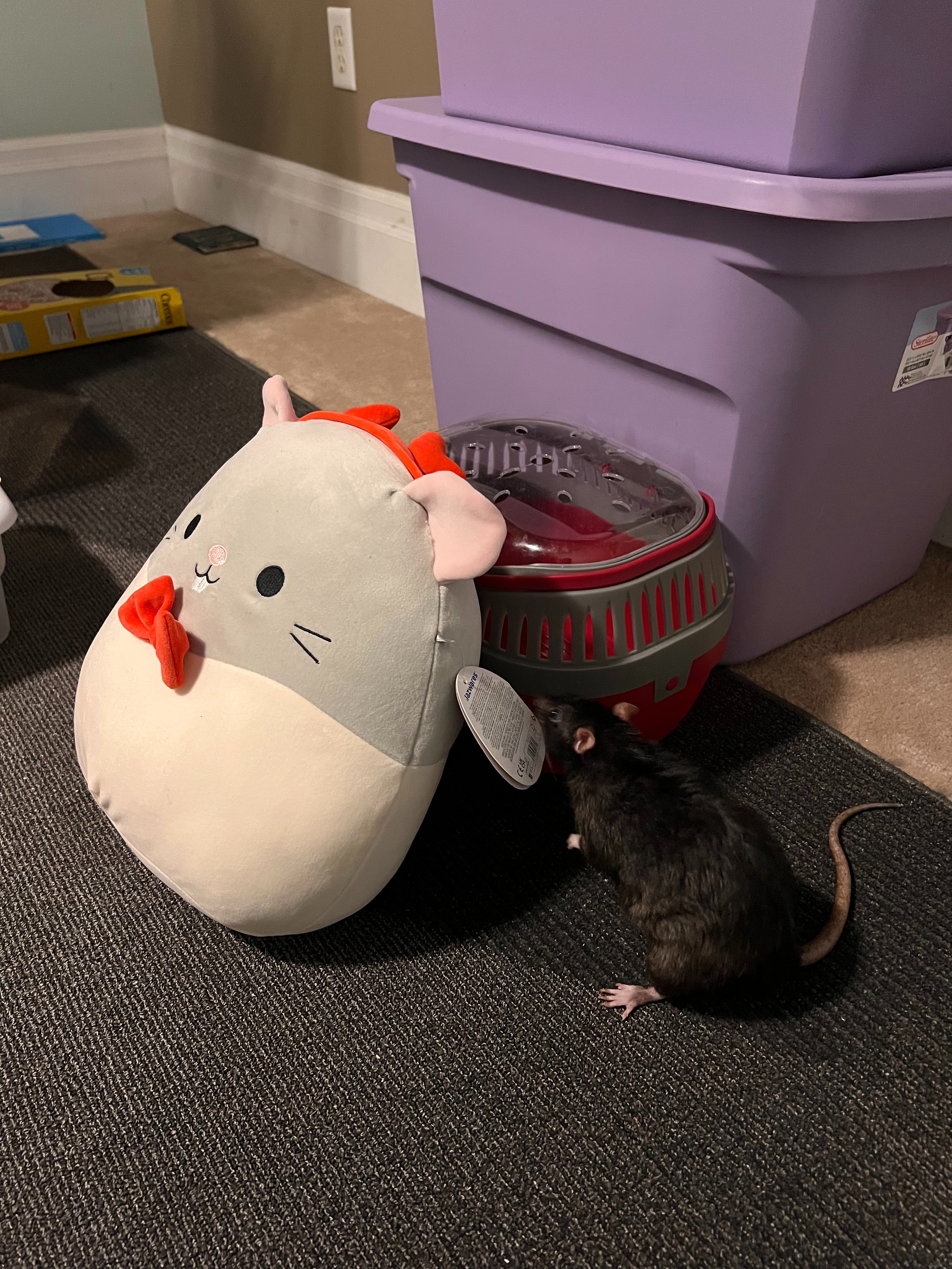 Billy's Obstruction Treatment campaign photo, 6 of 8