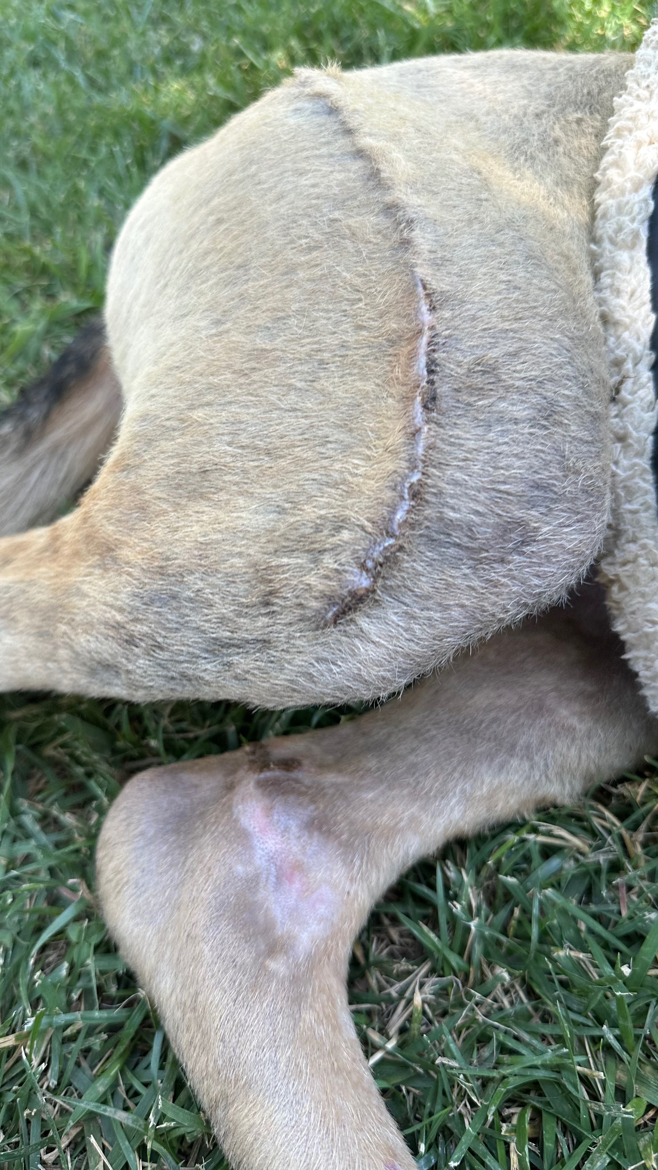 Help Sir Balou Underfoot Heal and Thrive campaign photo, 7 of 8