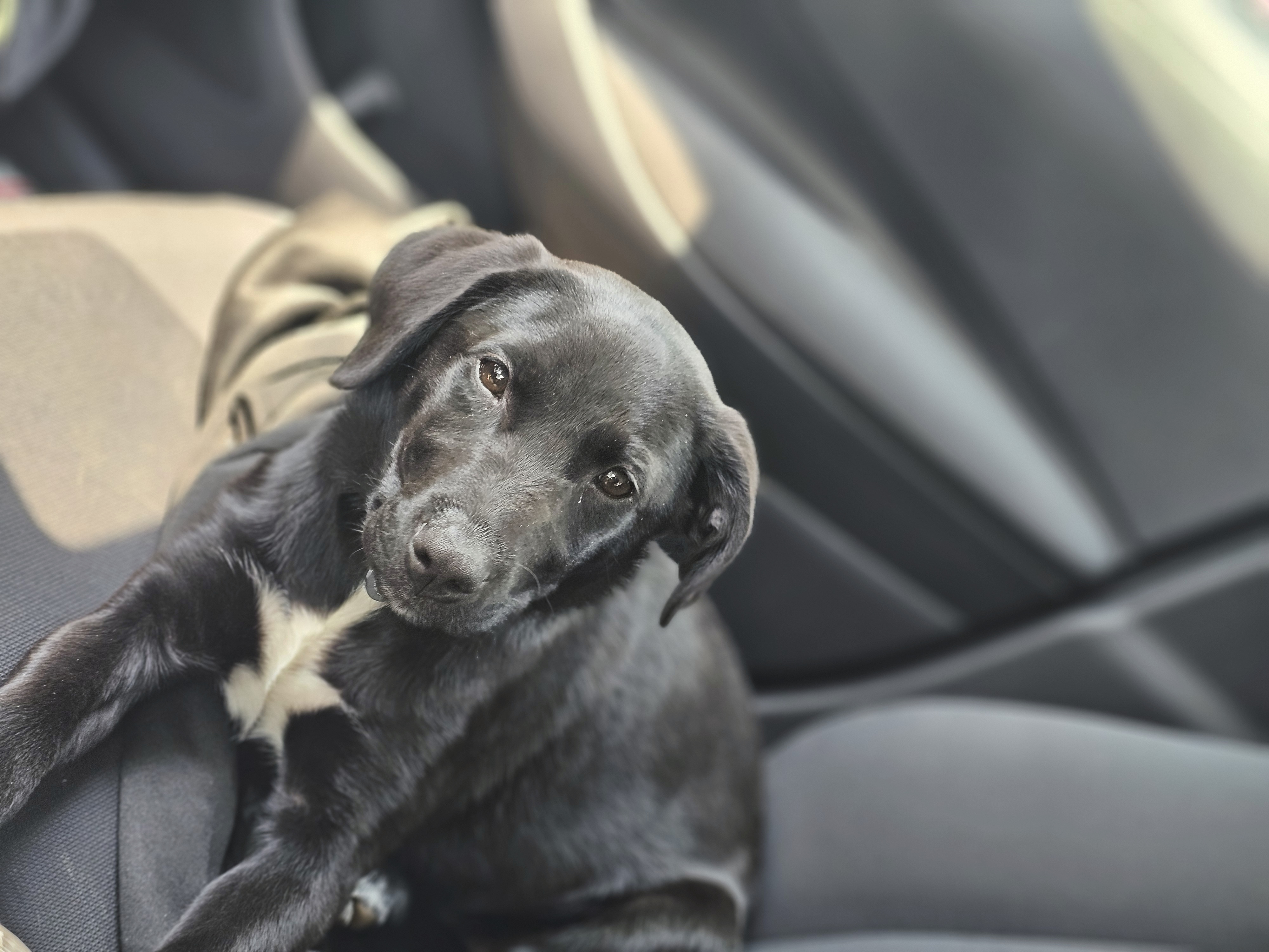 Donate to Help Train a Service Dog for Bailey campaign photo, 6 of 7