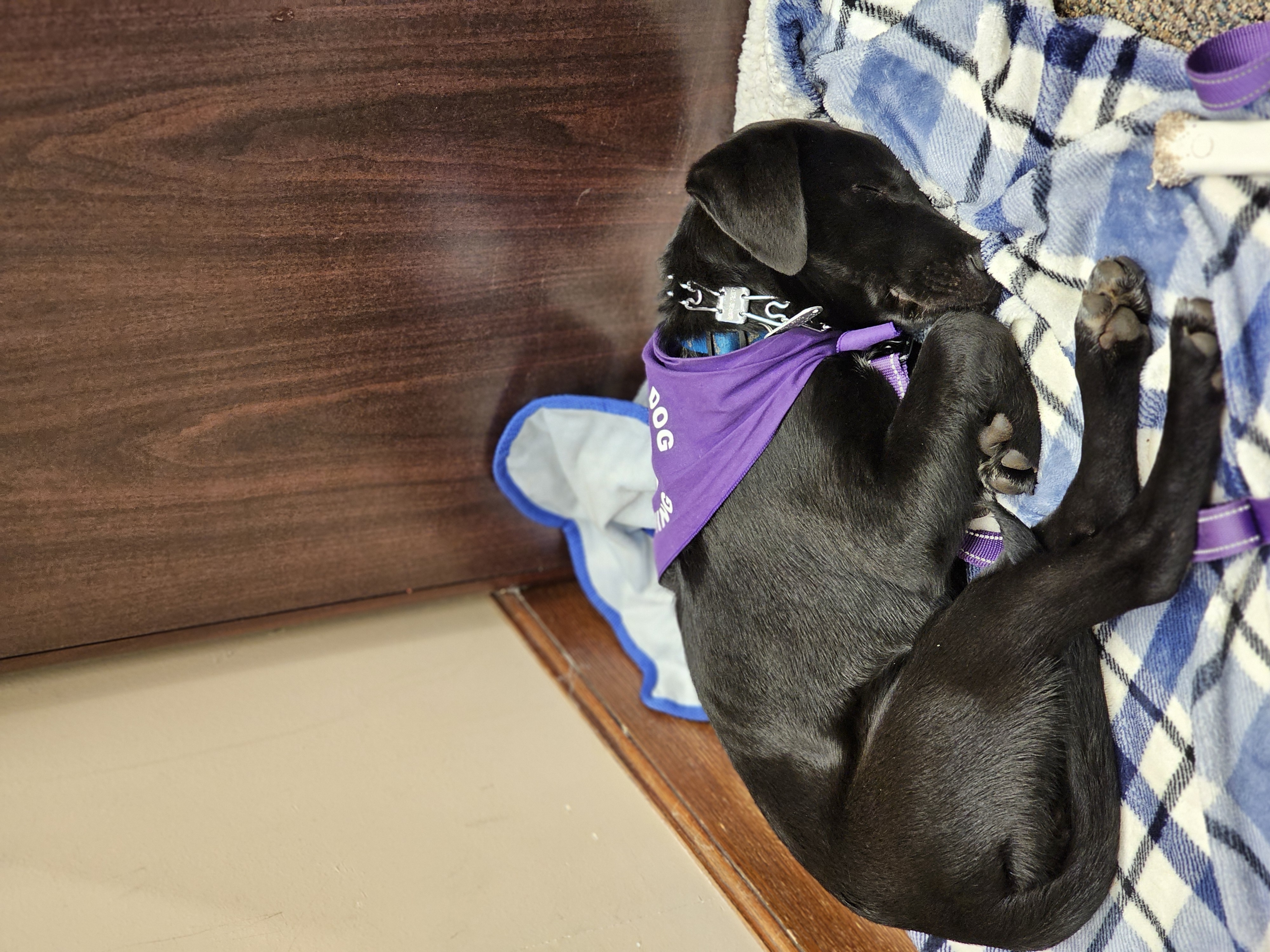 Donate to Help Train a Service Dog for Bailey campaign photo, 2 of 7