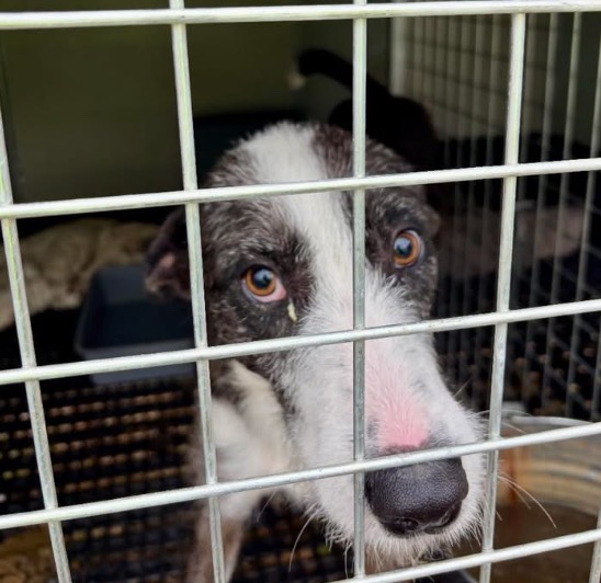 Help pay vet bills 2 allow rescue 2 save more critical dogs campaign photo, 7 of 8
