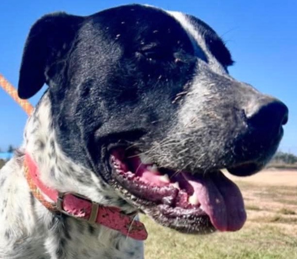 Help pay vet bills 2 allow rescue 2 save more critical dogs campaign photo, 2 of 8
