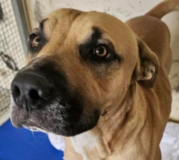 Help pay vet bills 2 allow rescue 2 save more critical dogs campaign photo, 4 of 8
