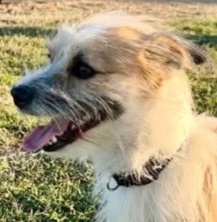Help pay vet bills 2 allow rescue 2 save more critical dogs campaign photo, 5 of 8