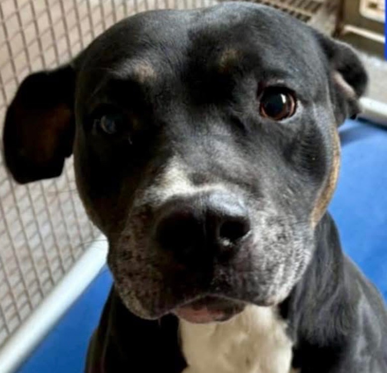 Help pay vet bills 2 allow rescue 2 save more critical dogs campaign photo, 6 of 8