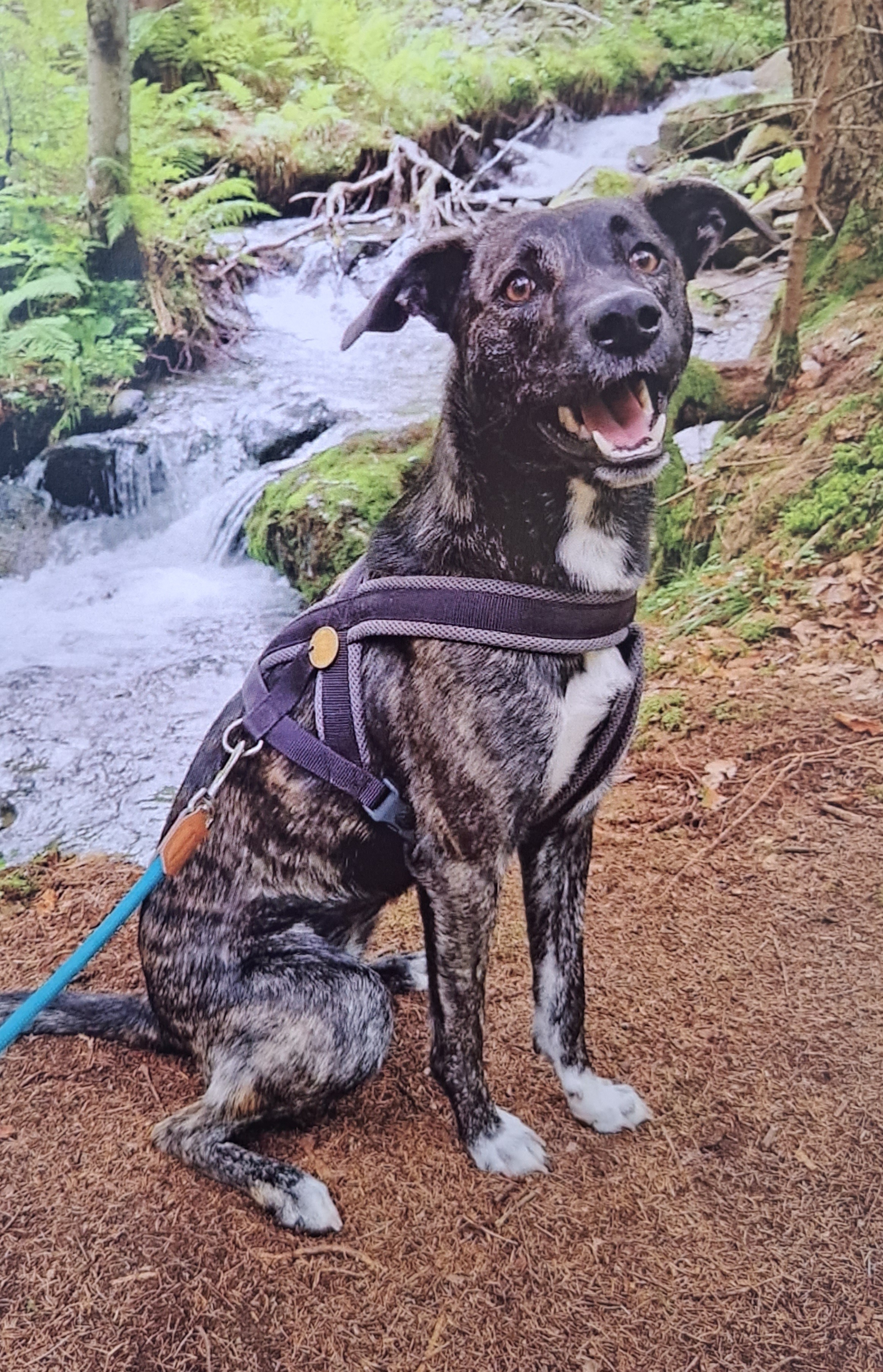 B12 L9 Adjektivsteigerung - Spiel | PDF, image size:2326x3613