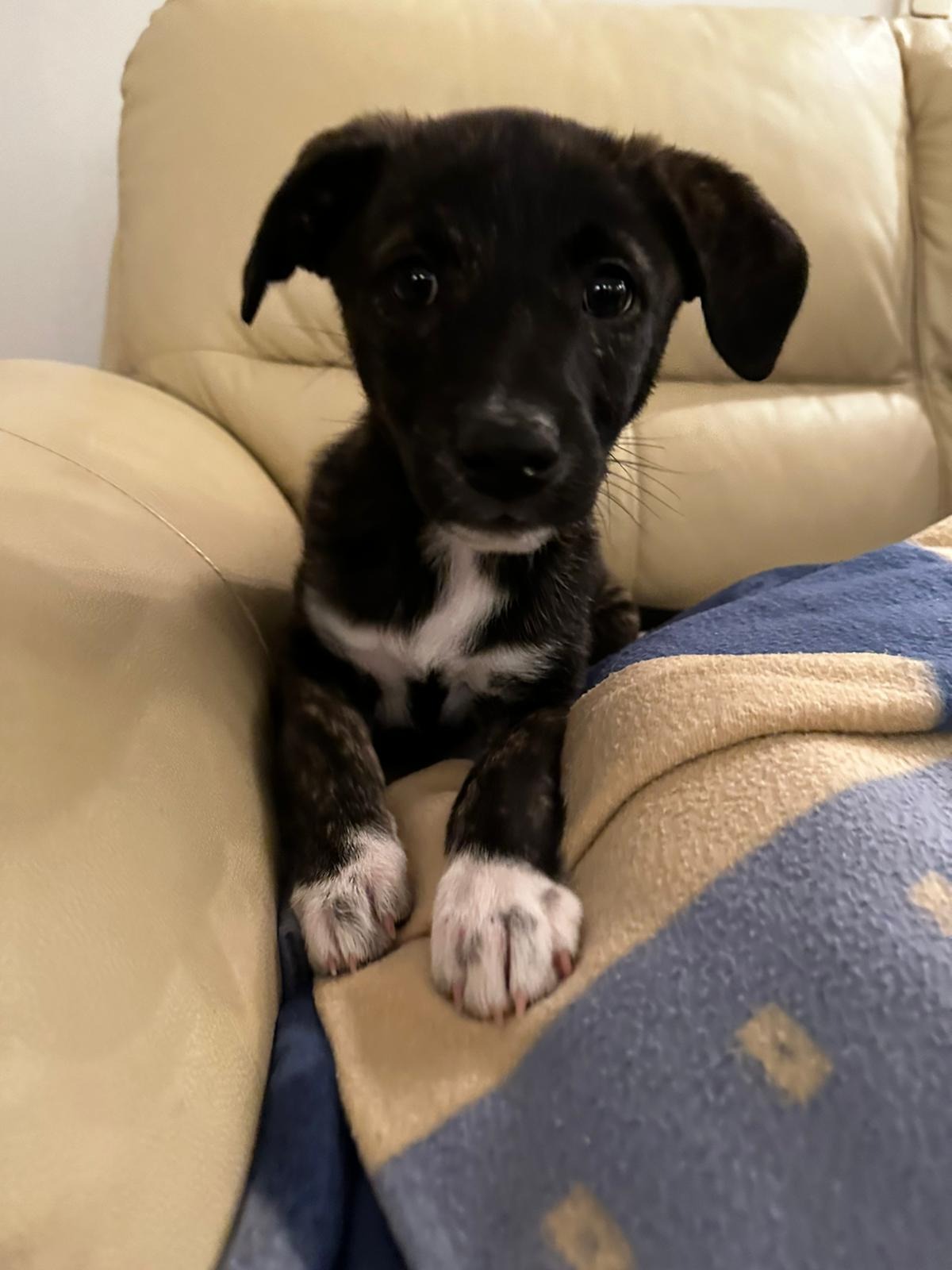 Fundraiser by Sandra Reiterer : LILO kämpft um ihr Leben - und braucht  dabei eure Hilfe, image size:1200x1600