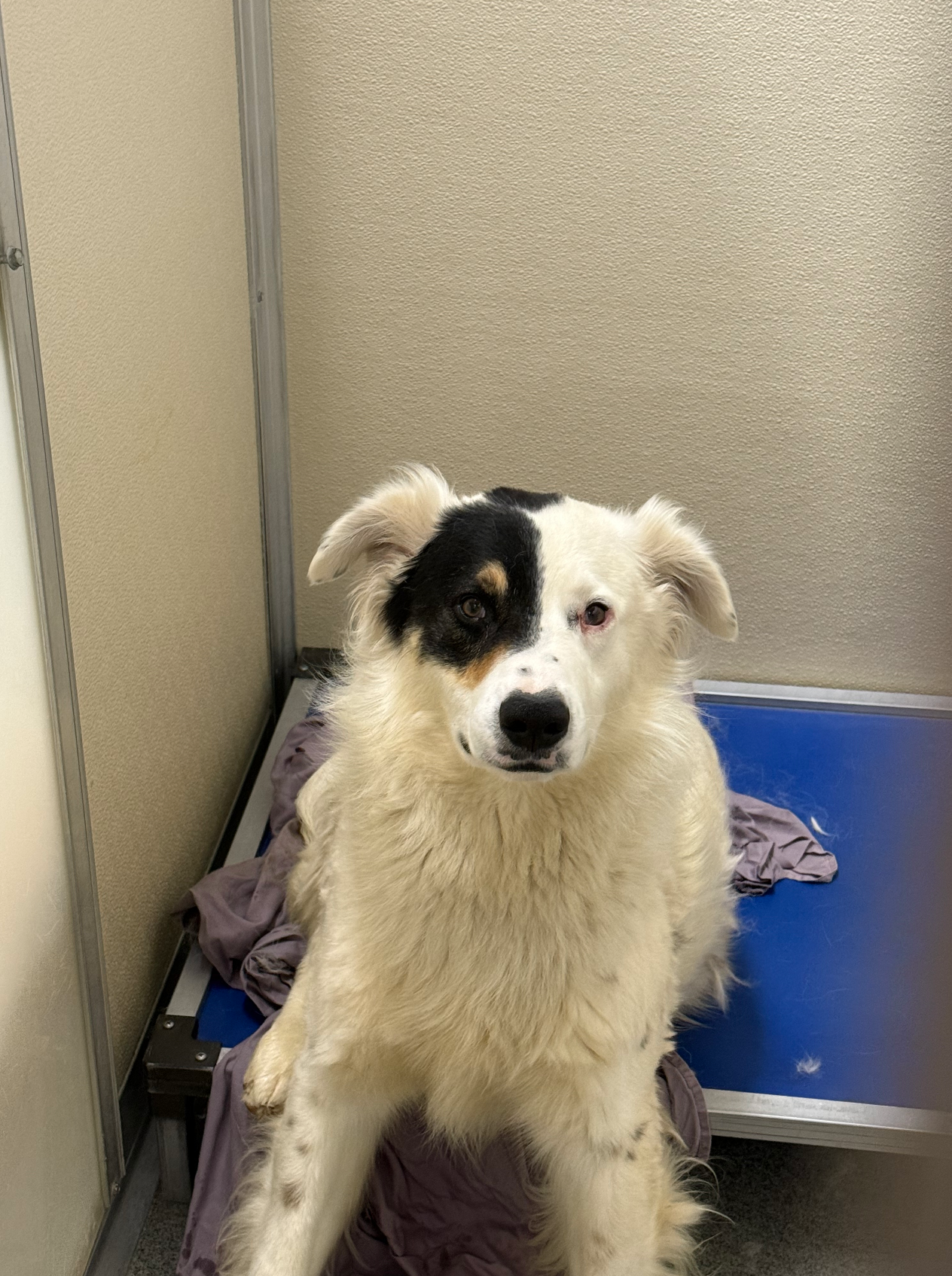 Emergency Rescue Fund for Aussie with Epilepsy campaign photo, 7 of 8
