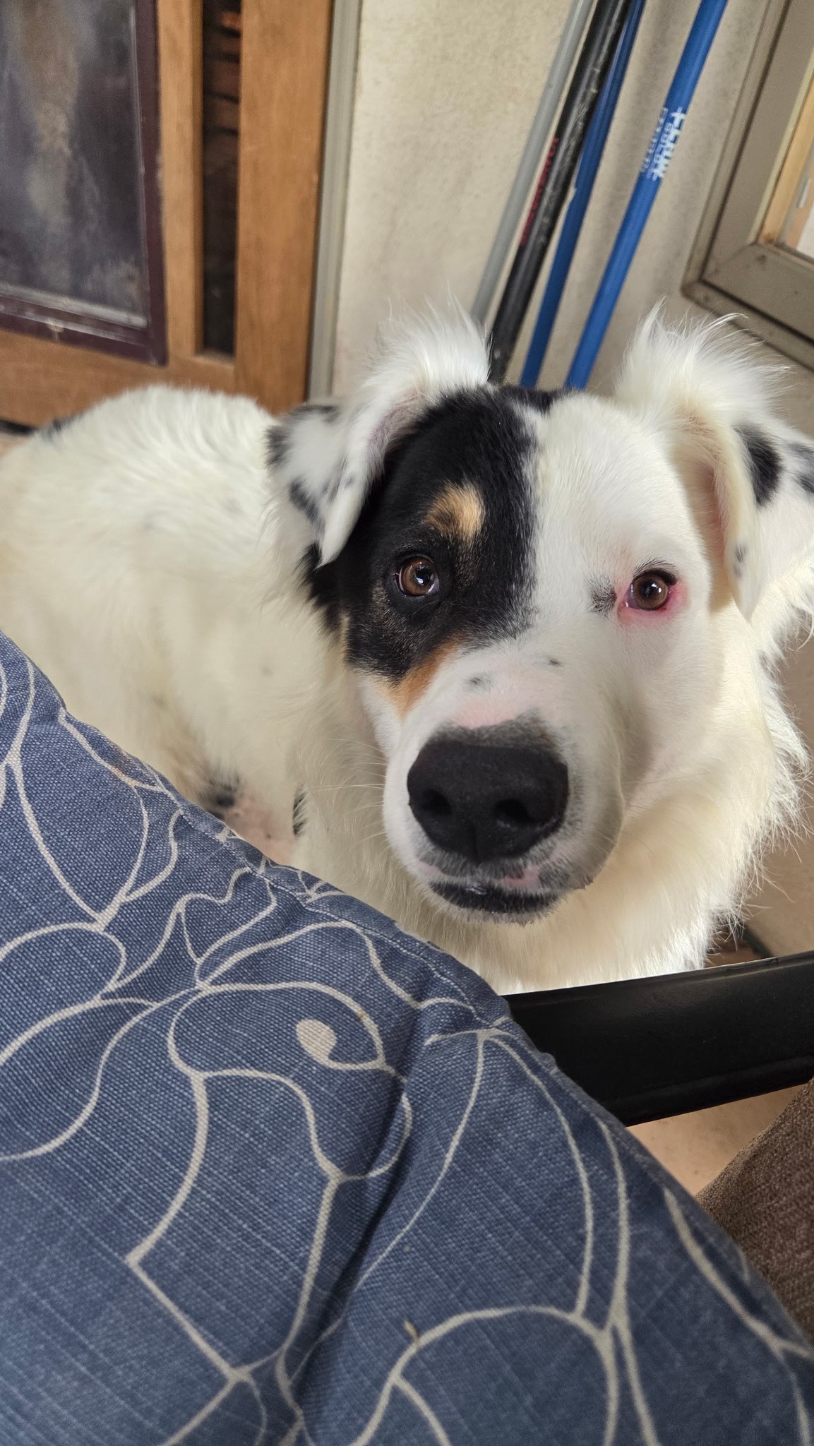 Emergency Rescue Fund for Aussie with Epilepsy campaign photo, 6 of 8