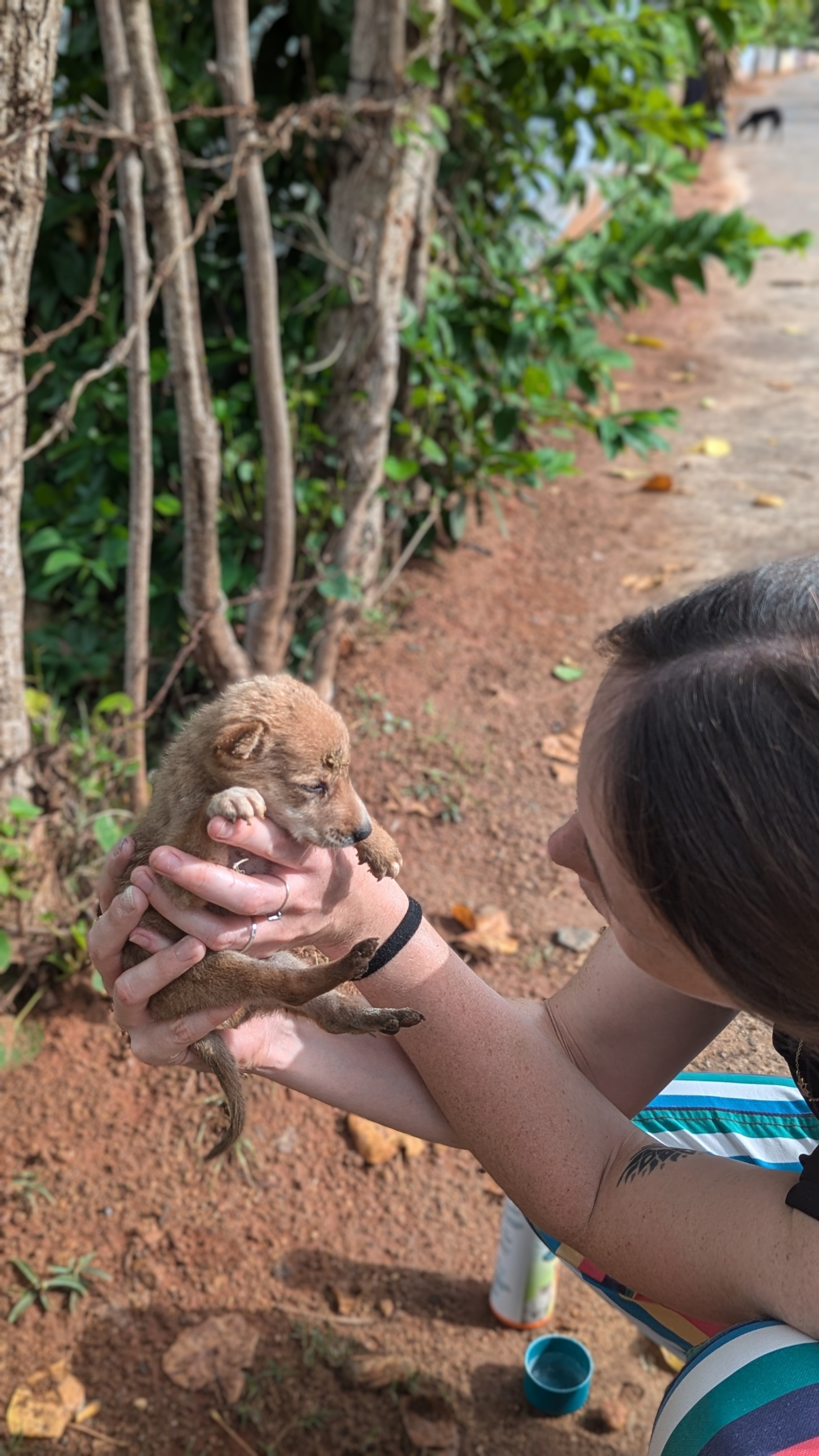 Together for Animals - The Podi Pack Mission campaign photo, 7 of 8