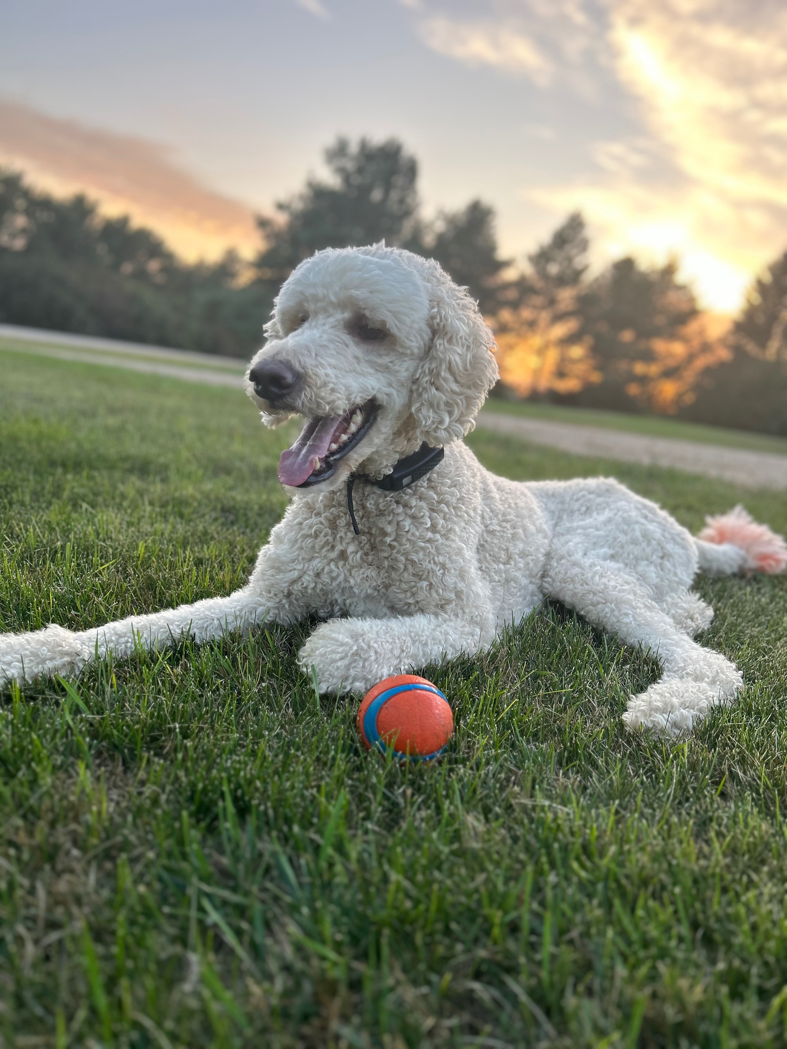 Donate to Save Enzo's Life campaign photo, 7 of 8