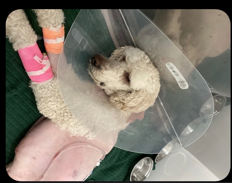 Donate to Save Enzo's Life campaign photo, 2 of 8
