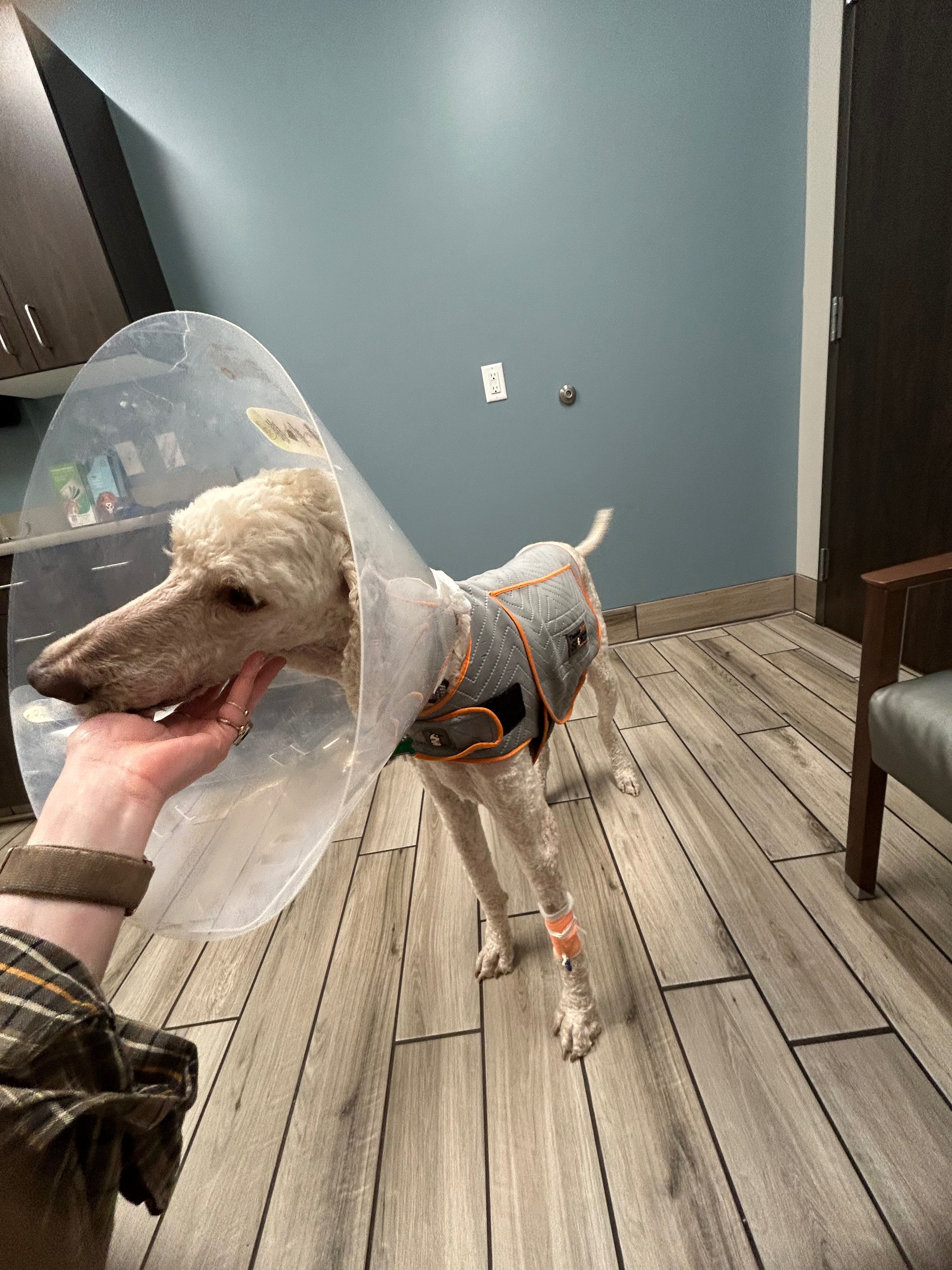 Donate to Save Enzo's Life campaign photo, 4 of 8