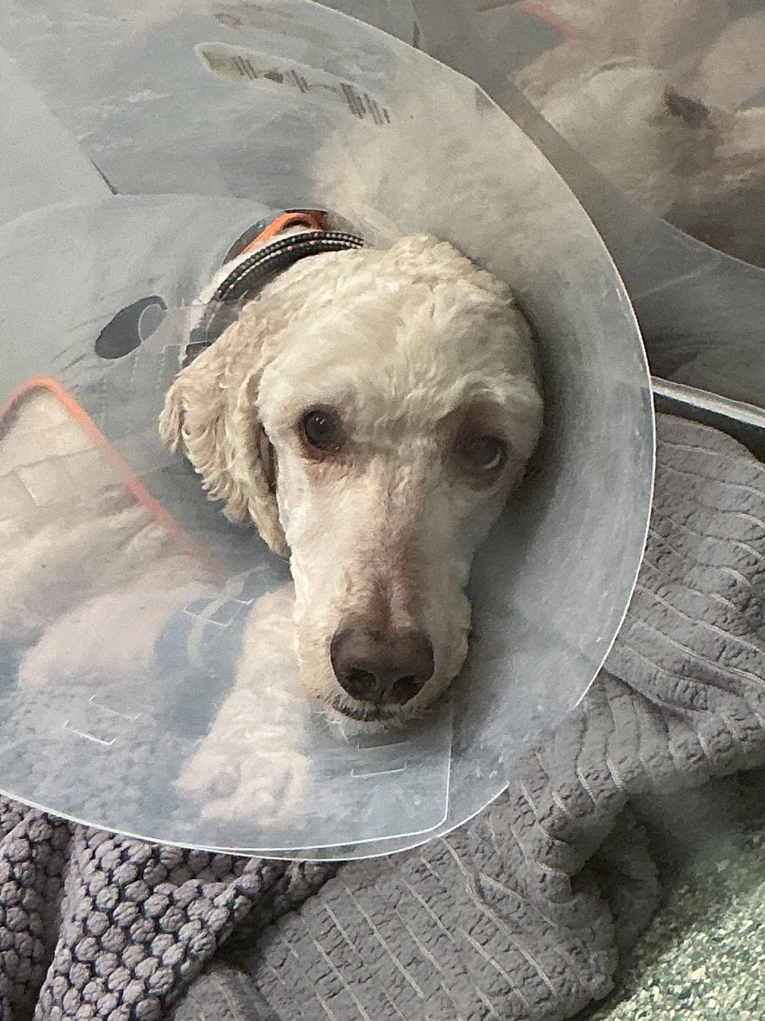 Donate to Save Enzo's Life campaign photo, 6 of 8
