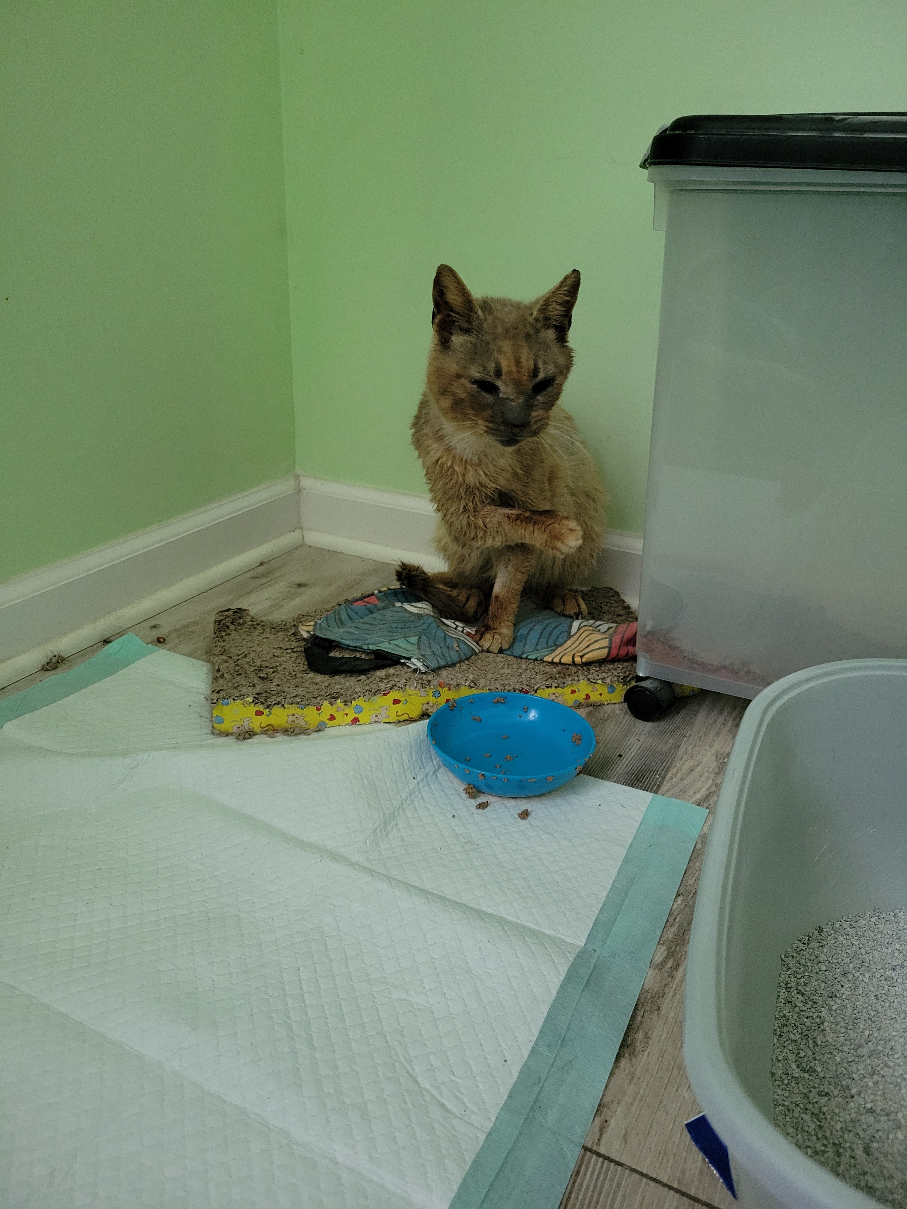 Urgent Care for Leonidas: A Cat's Second Chance campaign photo, 7 of 8