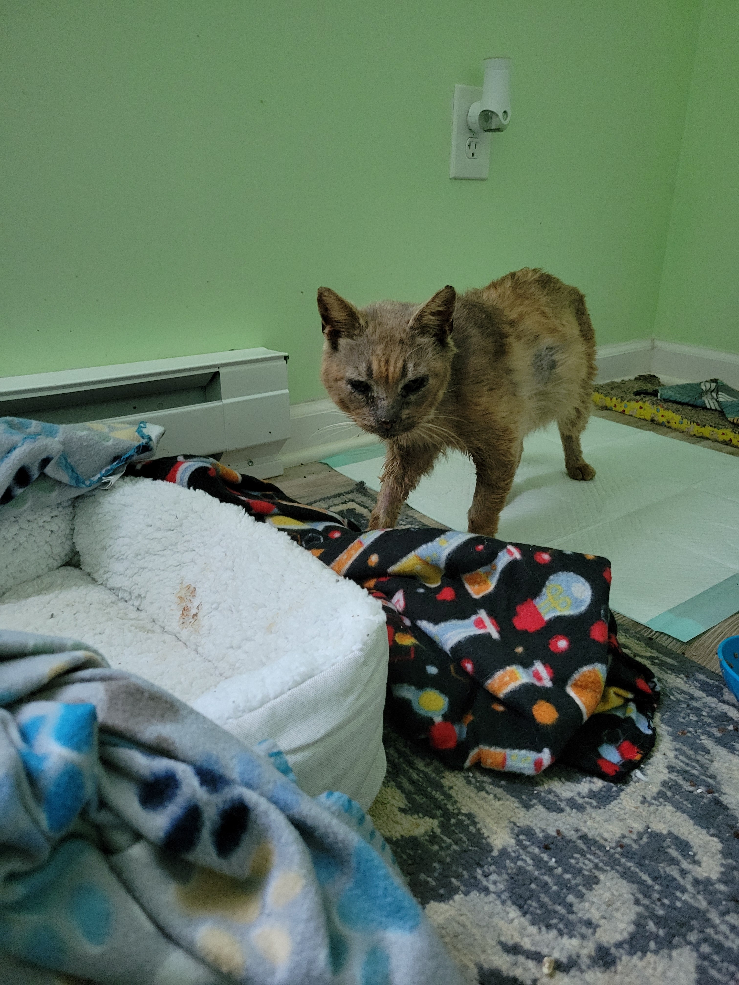 Urgent Care for Leonidas: A Cat's Second Chance campaign photo, 2 of 8