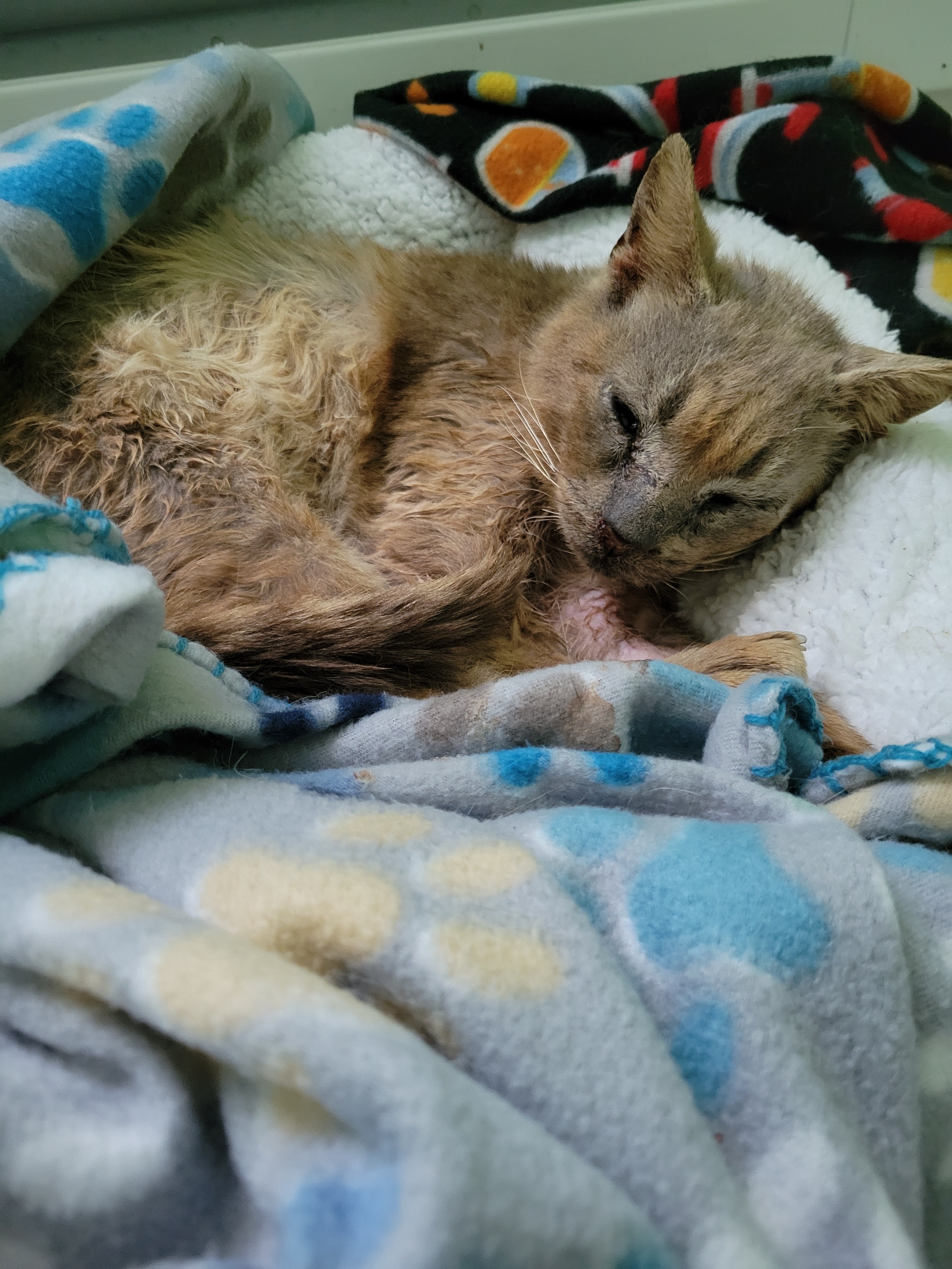 Urgent Care for Leonidas: A Cat's Second Chance campaign photo, 6 of 8