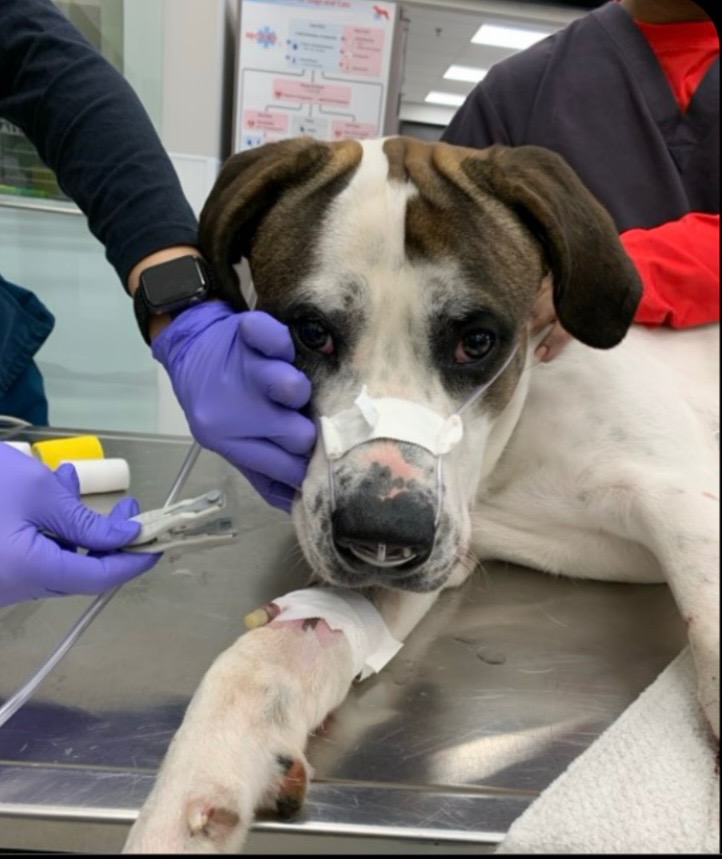 Wrist and paw surgery for Miller campaign photo, 7 of 8