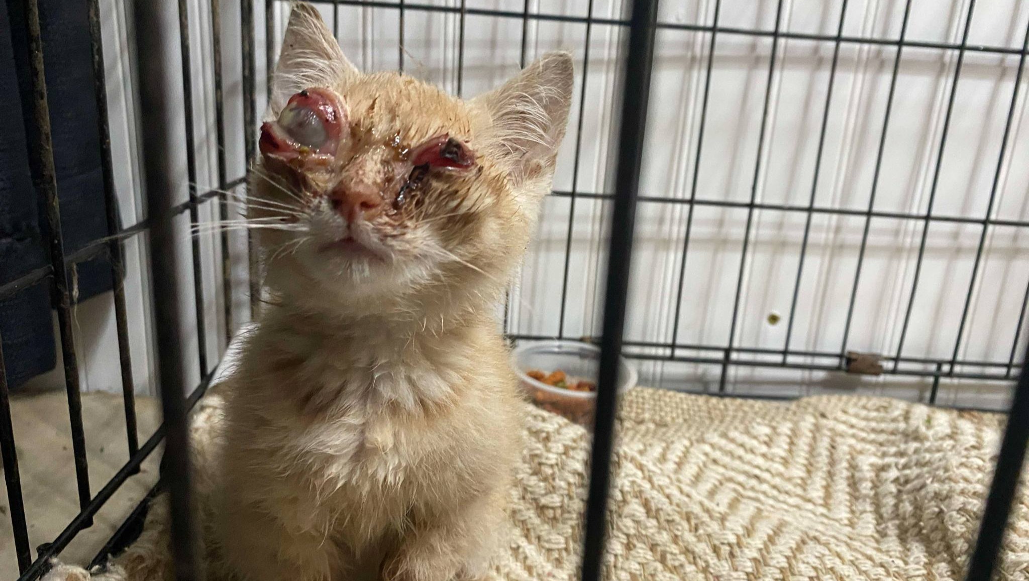 Cinnamon Deserves to See Love – Help Her Heal photo