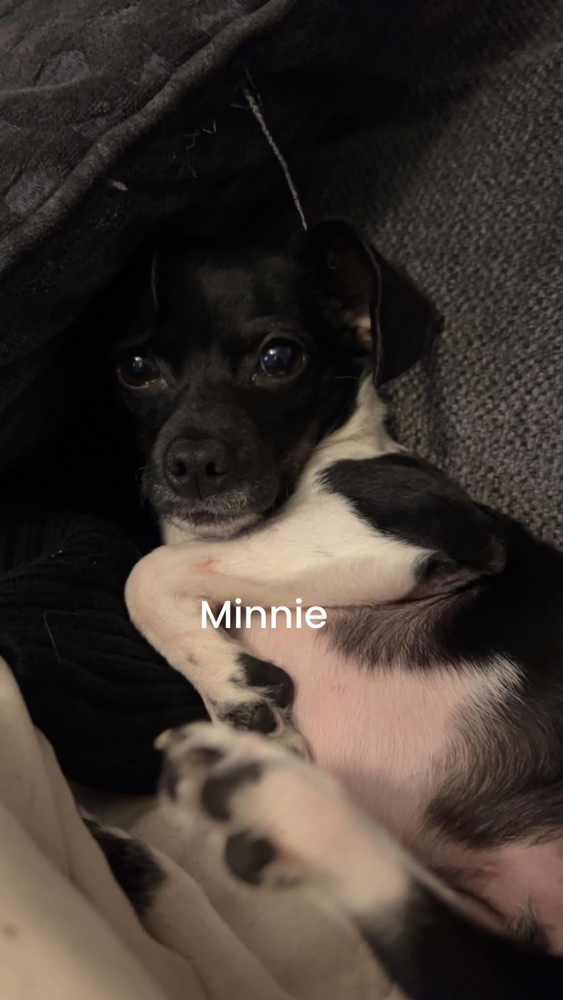 Save Sarah's Puppy Minnie: Urgent Surgery campaign photo, 2 of 4