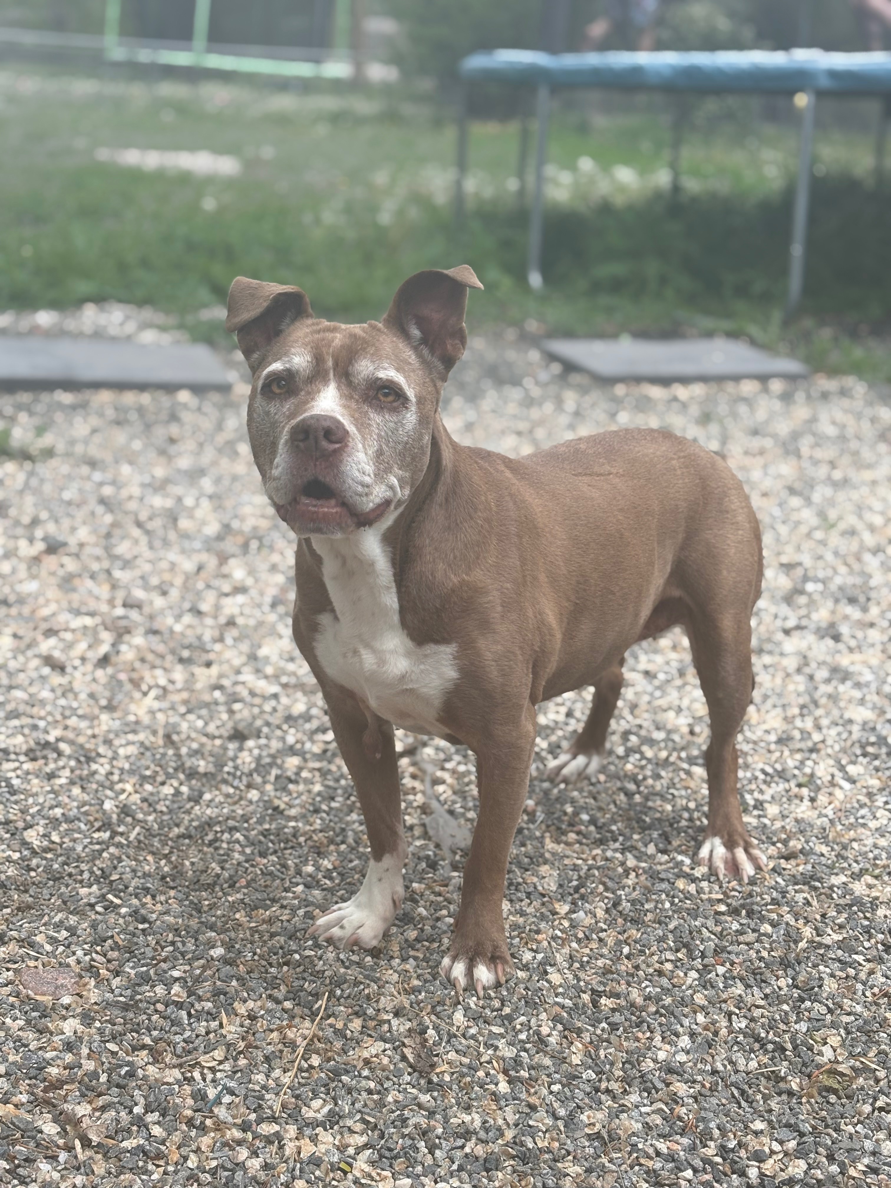 Join Team Jami: Critical Dog Surgery campaign photo, 2 of 6