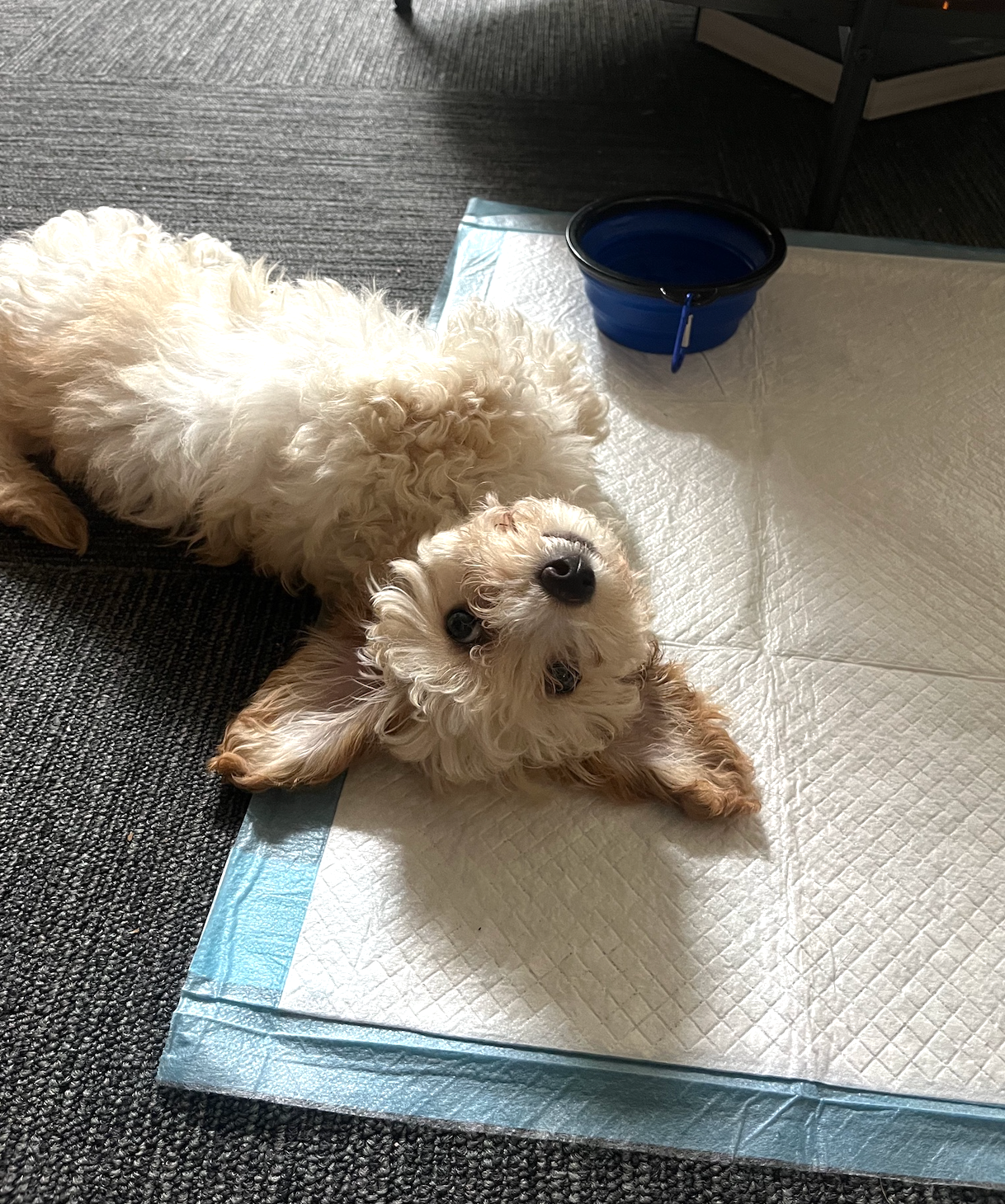 Support Whiskey's Journey to Recovery campaign photo, 2 of 4
