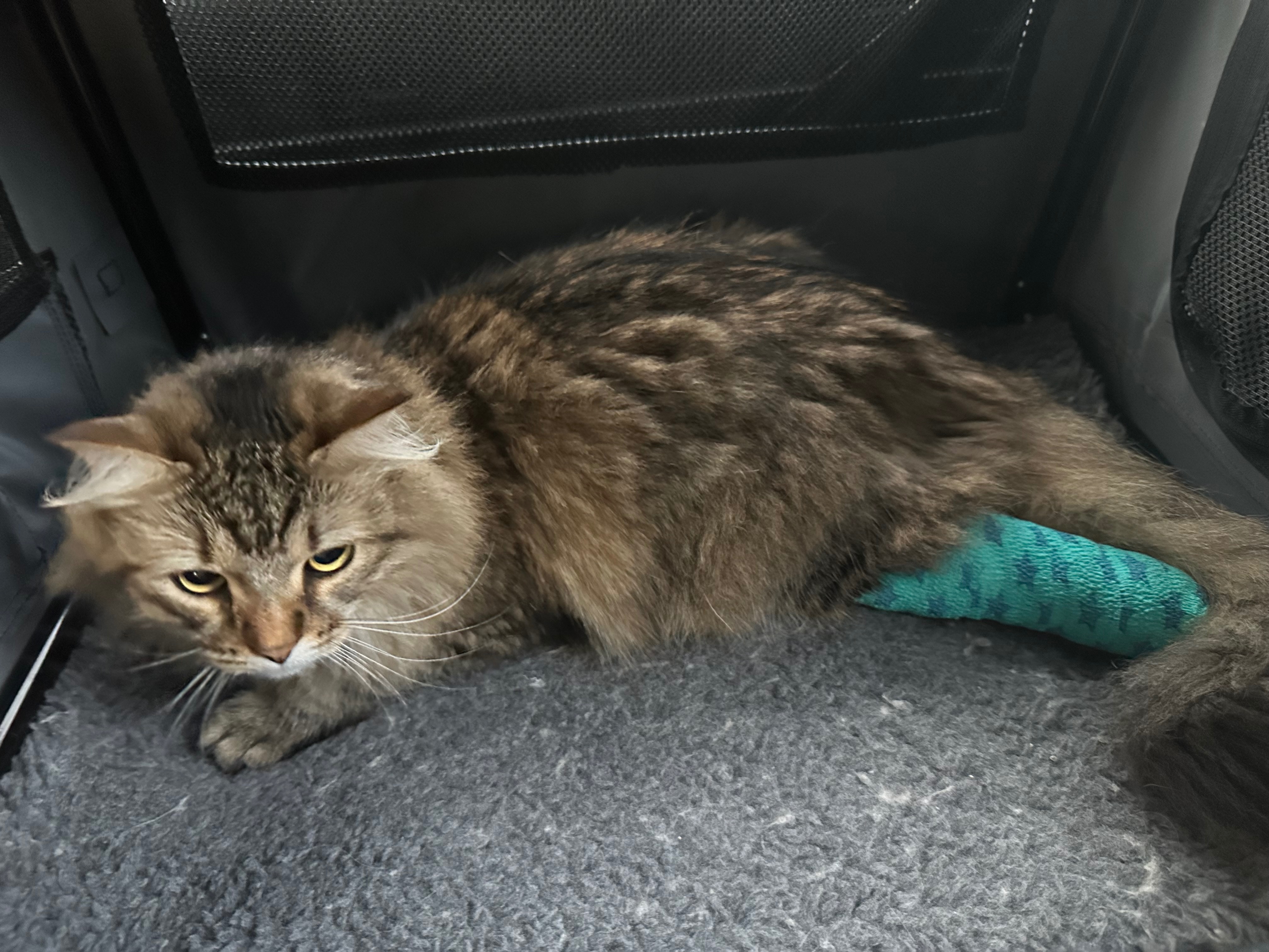 Fund Kitty's Amputation Surgery campaign photo, 7 of 7