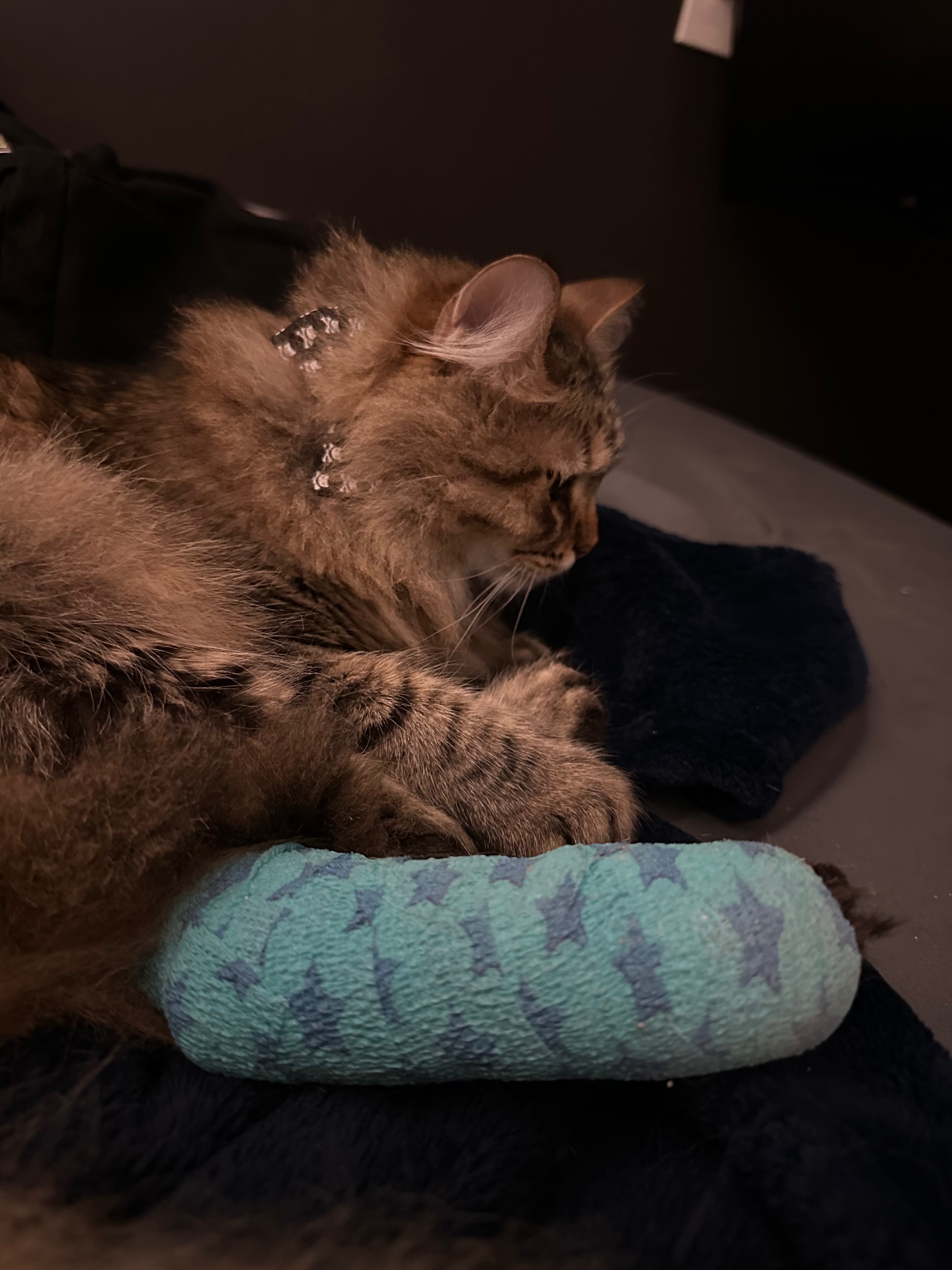 Fund Kitty's Amputation Surgery campaign photo, 4 of 7