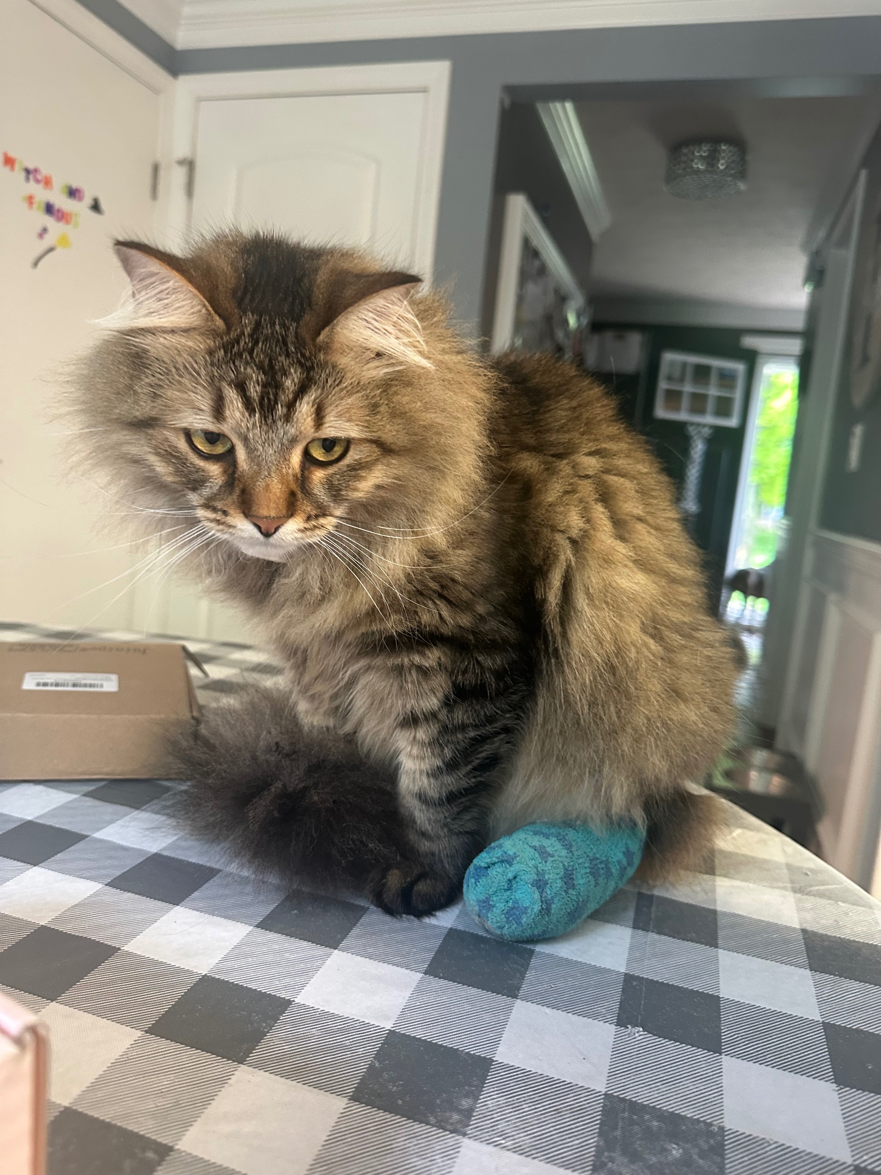 Fund Kitty's Amputation Surgery campaign photo, 5 of 7