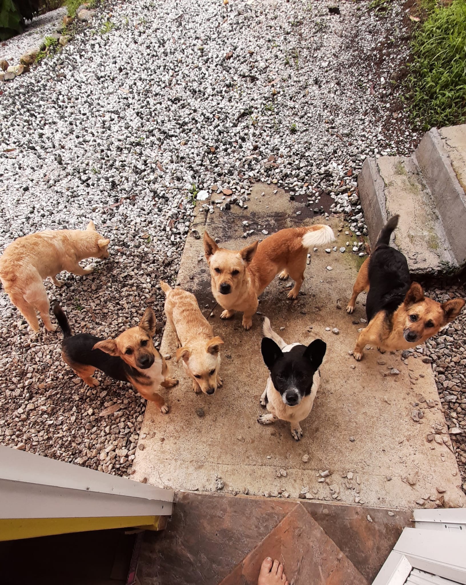 Stray Dogs Need Shelter, Food & Veterinary Care. campaign photo, 2 of 4