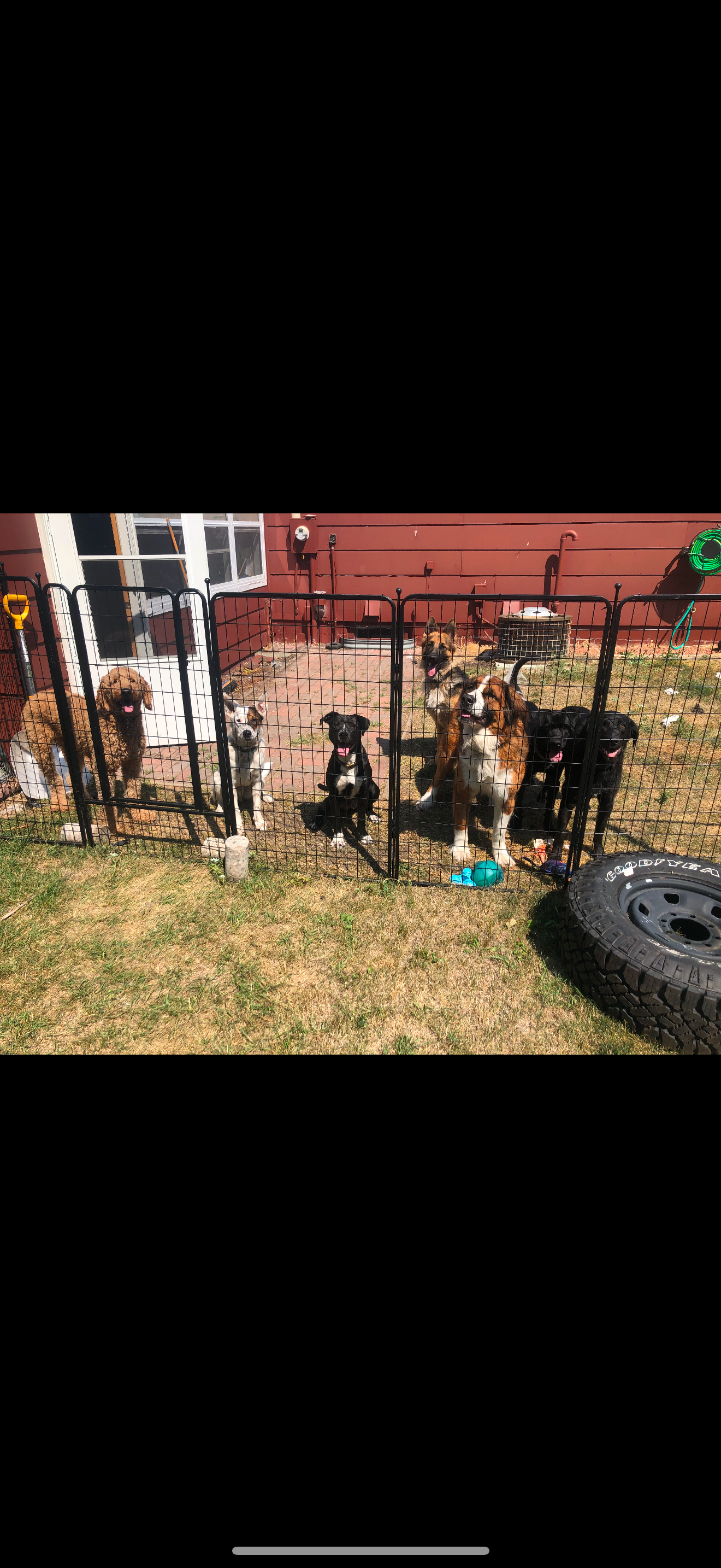 Give Grafton's Strays a Safe Haven campaign photo, 2 of 4