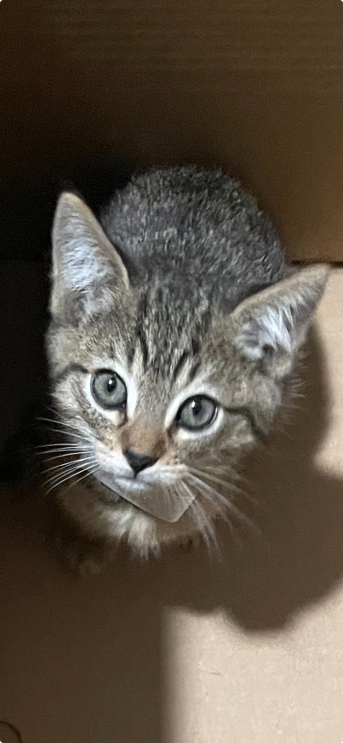 Support Phoenix's Legacy: Kitten Rescue campaign photo, 7 of 8
