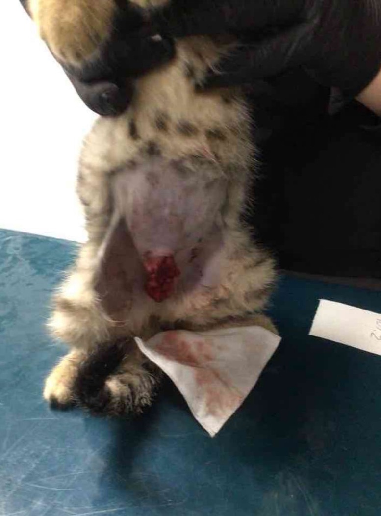 Support Phoenix's Legacy: Kitten Rescue campaign photo, 2 of 8