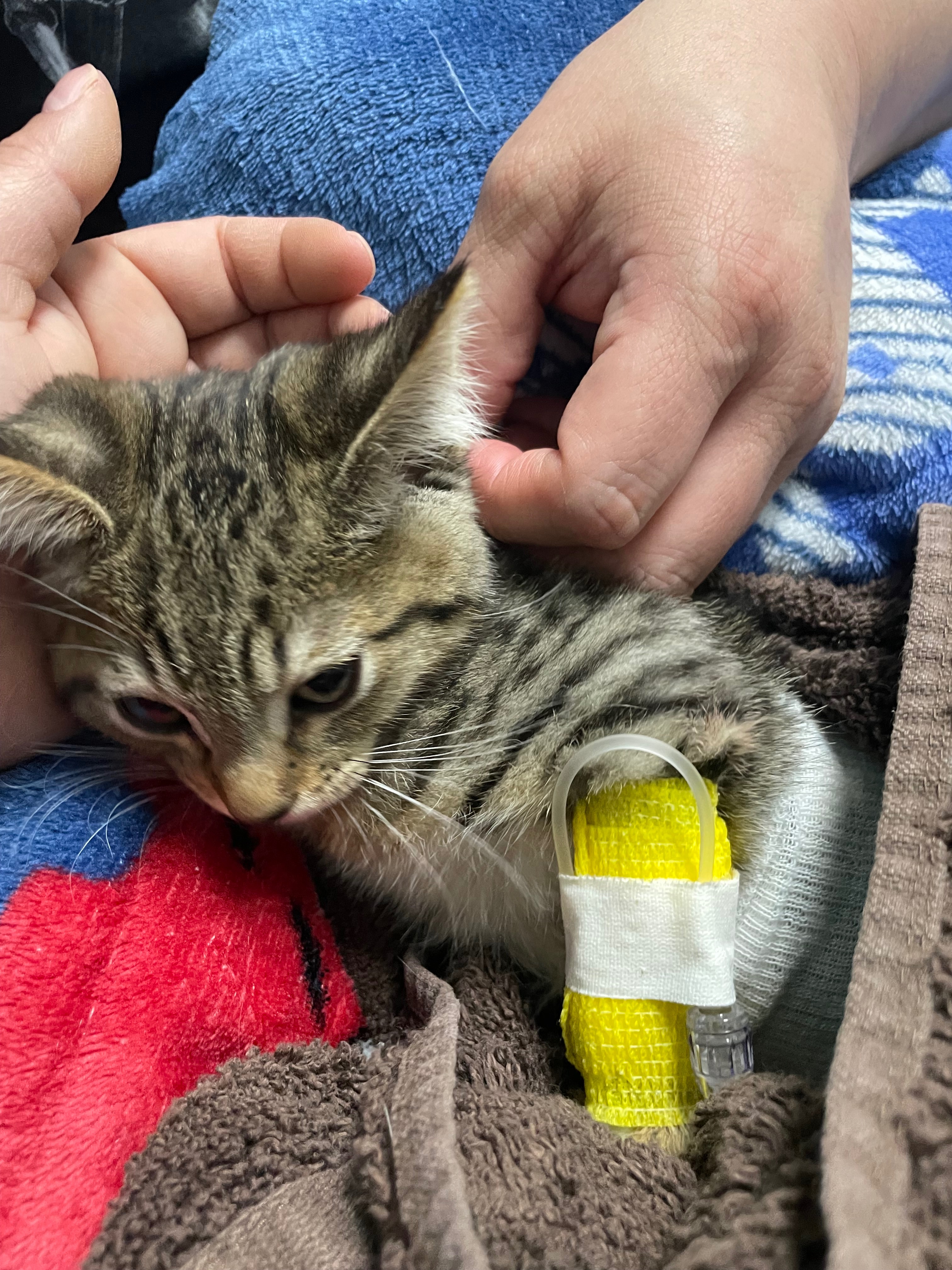 Support Phoenix's Legacy: Kitten Rescue campaign photo, 4 of 8