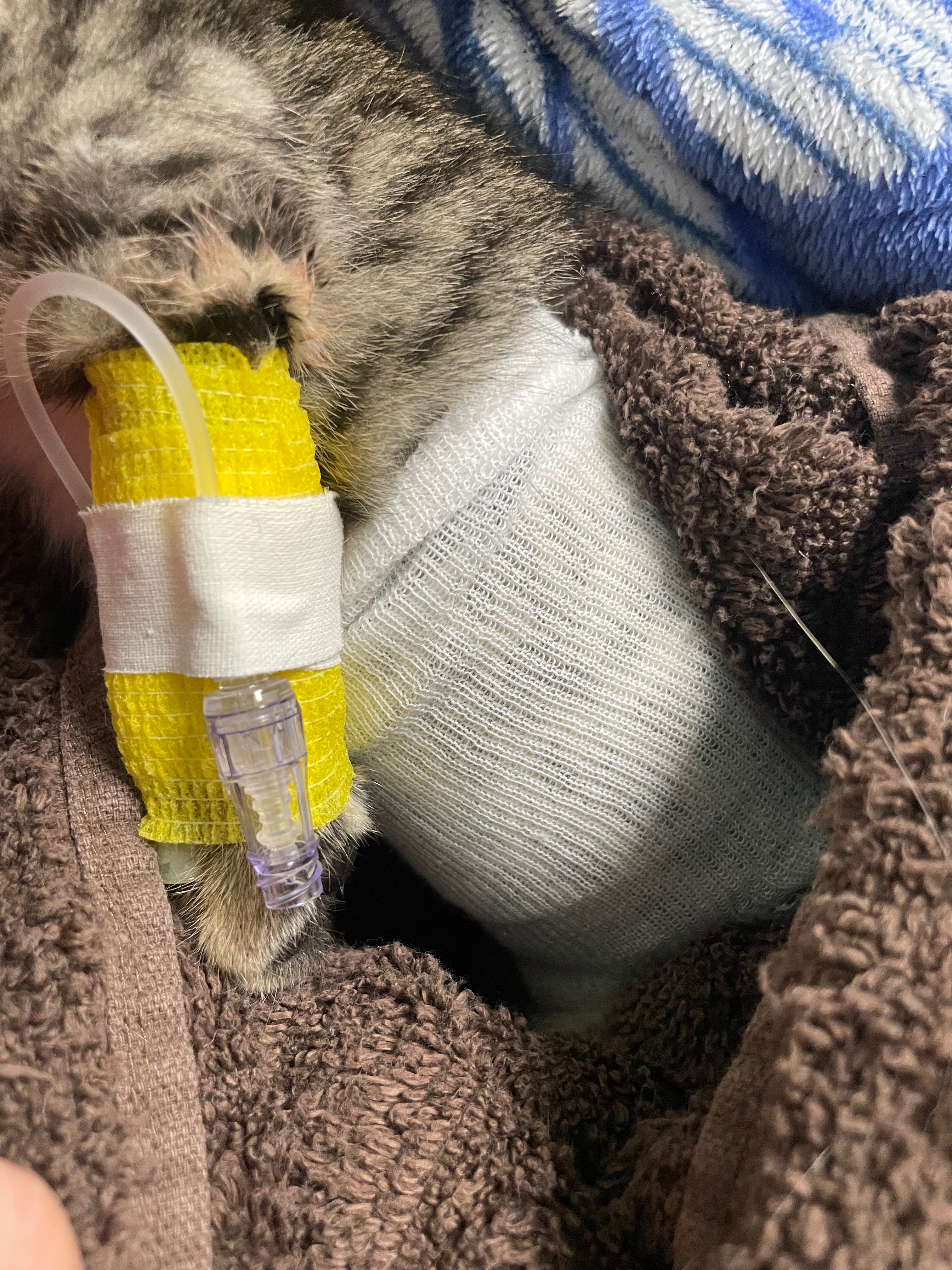 Support Phoenix's Legacy: Kitten Rescue campaign photo, 5 of 8